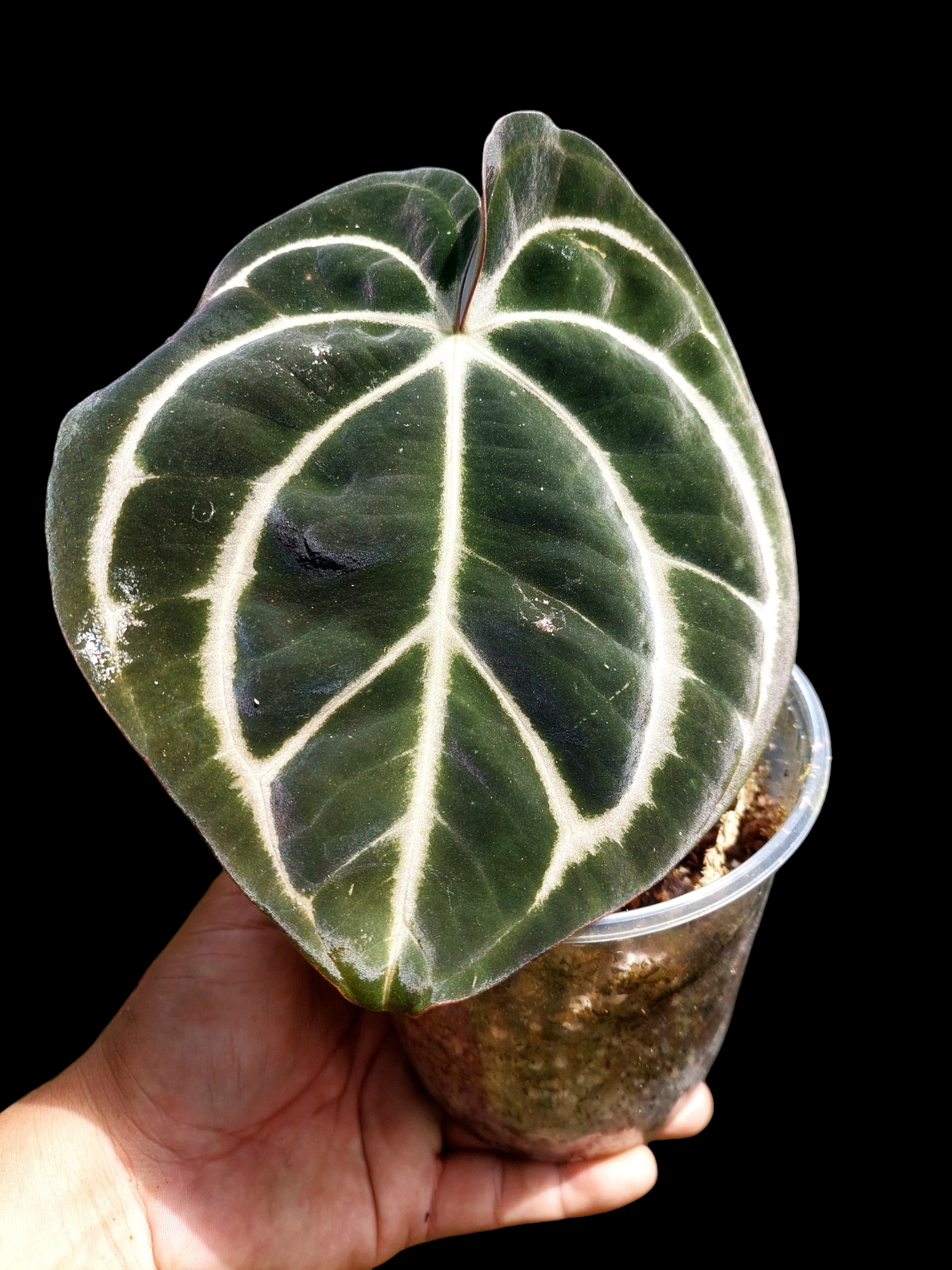 Anthurium Carlablackiae Wild Ecotype (EXACT PLANT) – Amazon Plants Peru