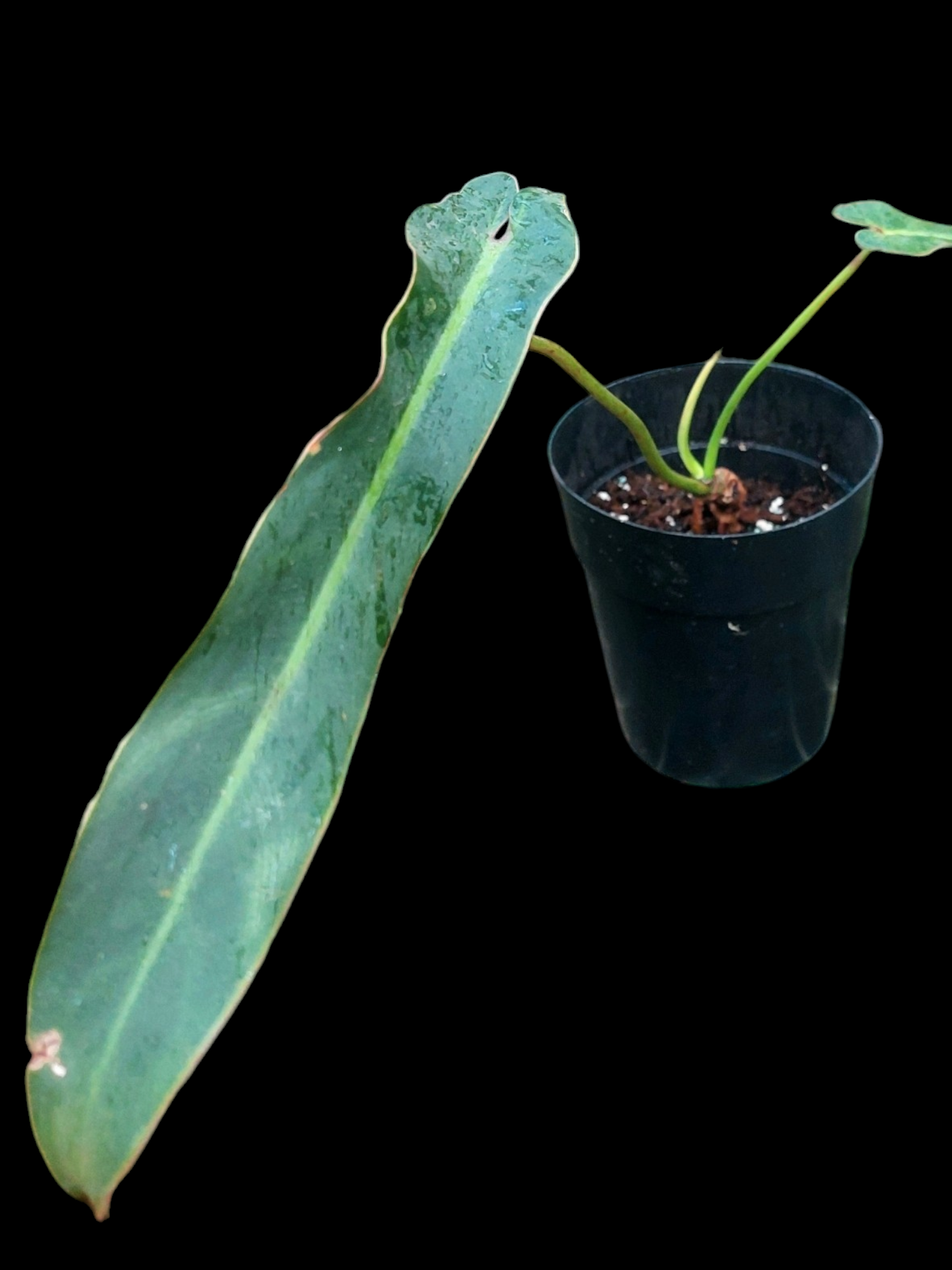 philodendron spiritus sancti in the wild Philodendron Spiritus Sancti Wild Ecotype With 2 Leaves (EXACT PLANT)