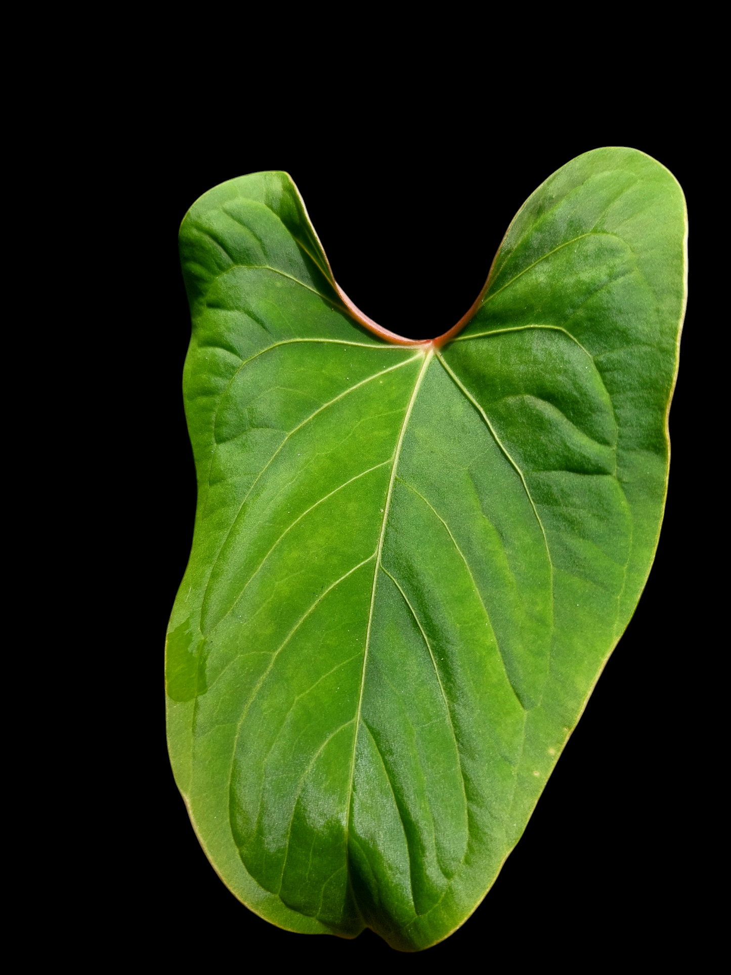 Anthurium sp. 'Huanuco Velvet'  (EXACT PLANT)