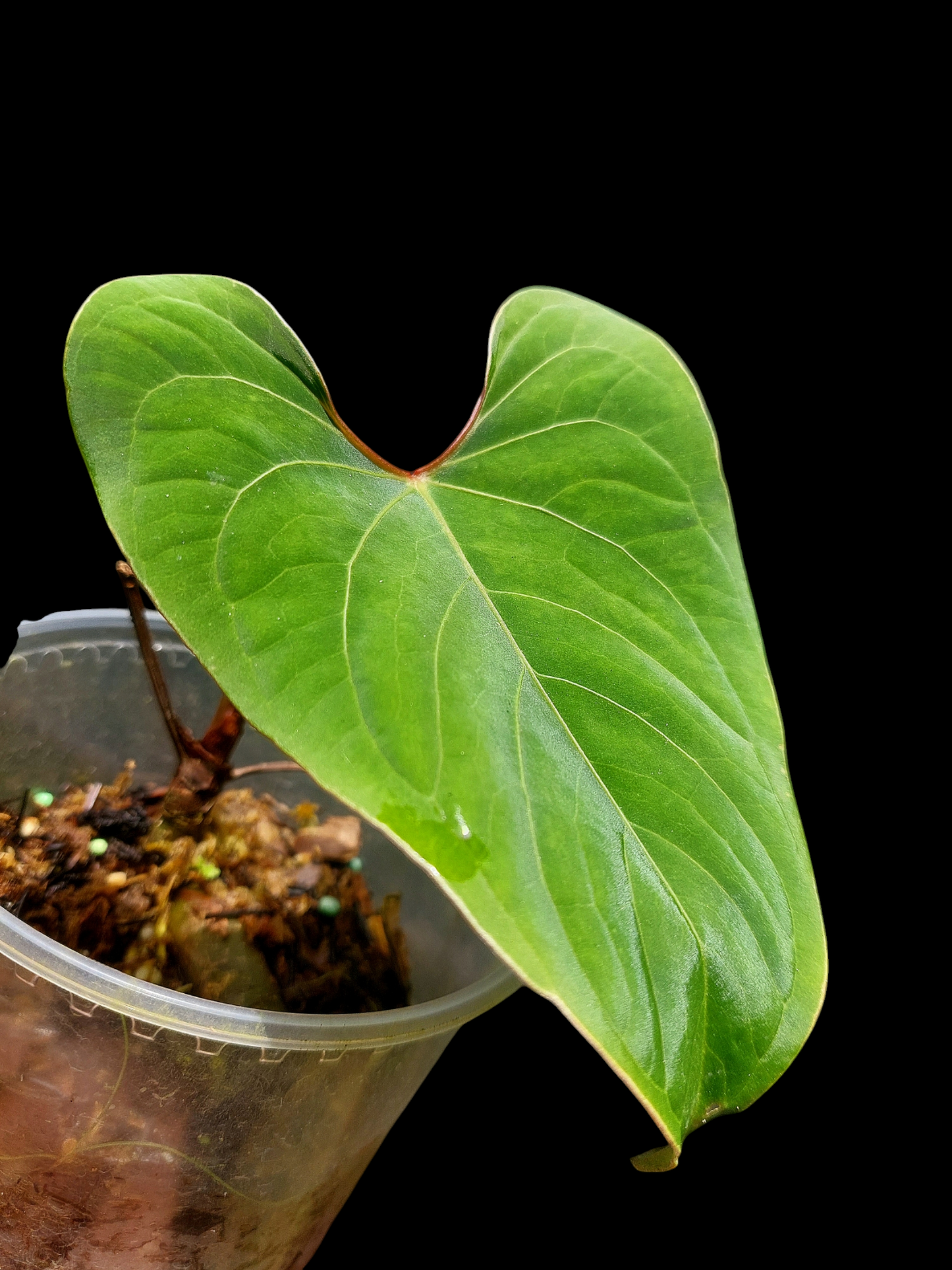 Anthurium sp. 'Huanuco Velvet'  (EXACT PLANT)