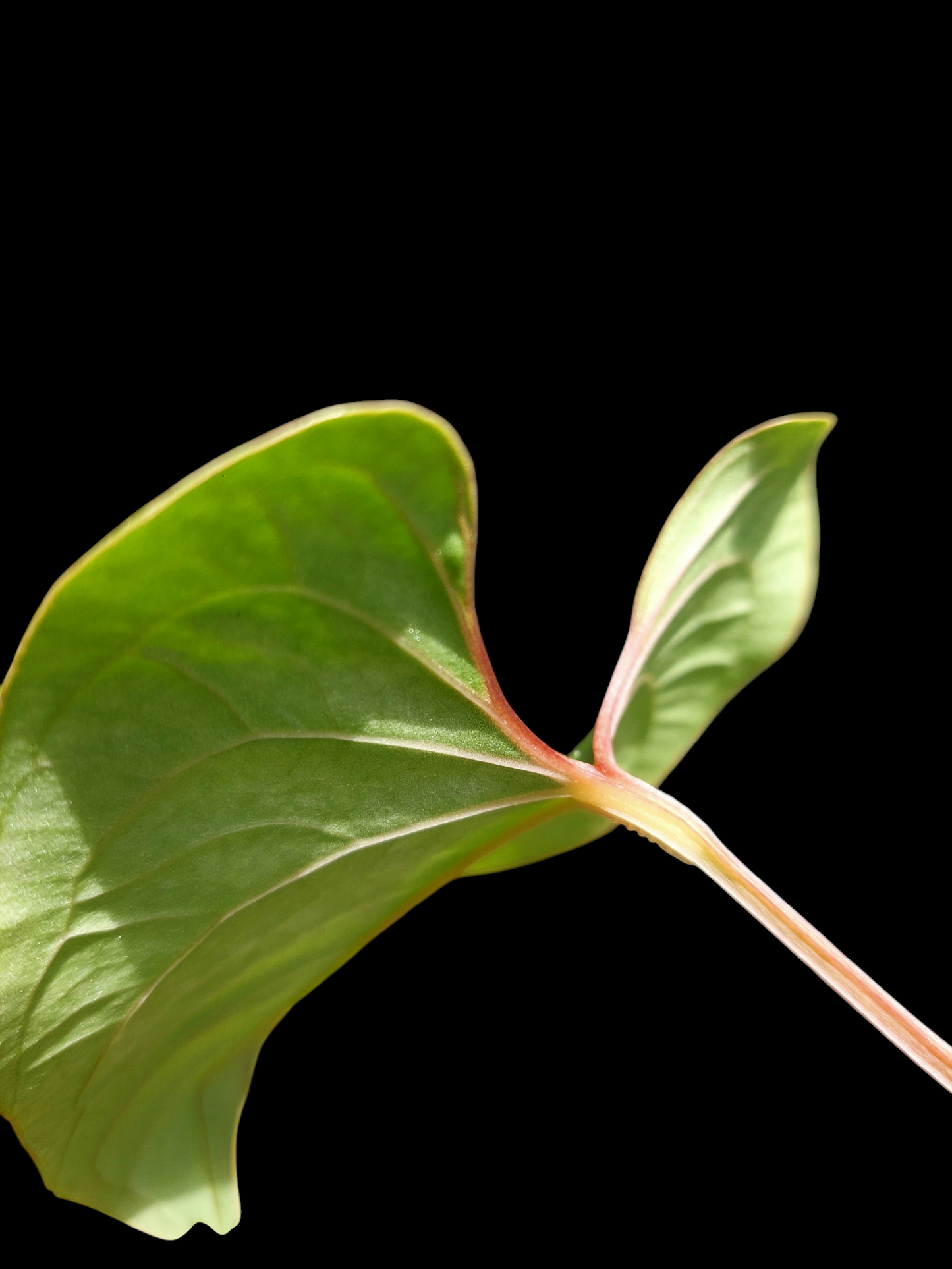 Anthurium sp. 'Huanuco Velvet'  (EXACT PLANT)