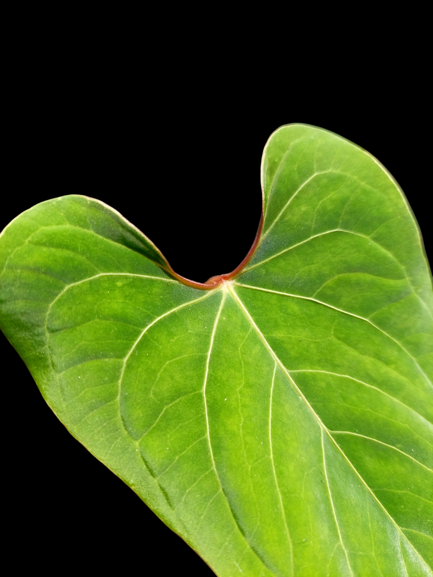 Anthurium sp. 'Huanuco Velvet'  (EXACT PLANT)