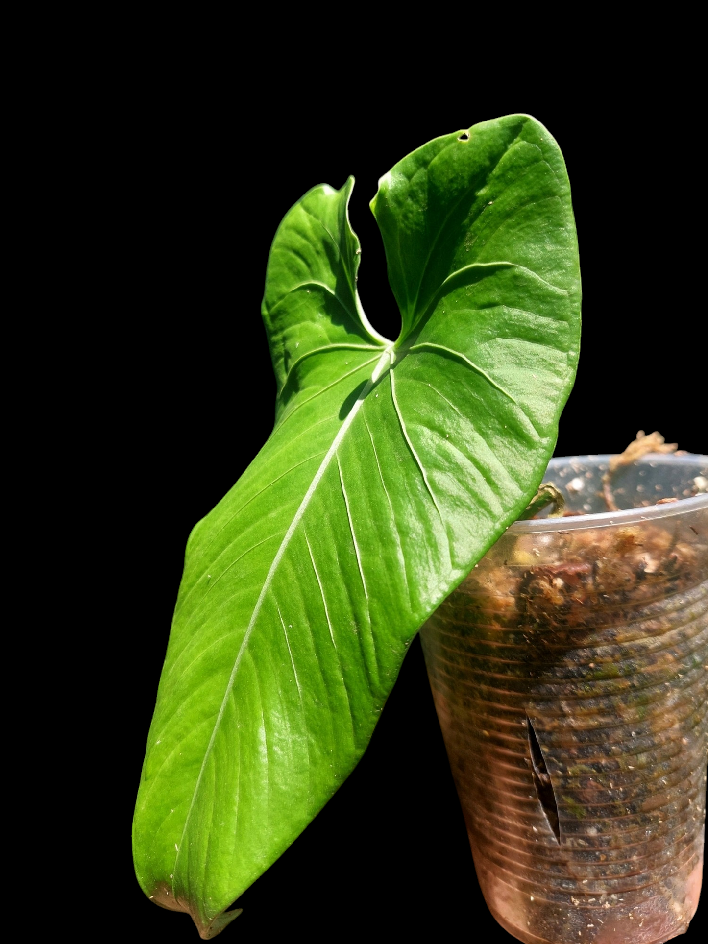 Anthurium sp. 'Cachiyacu' (EXACT PLANT)