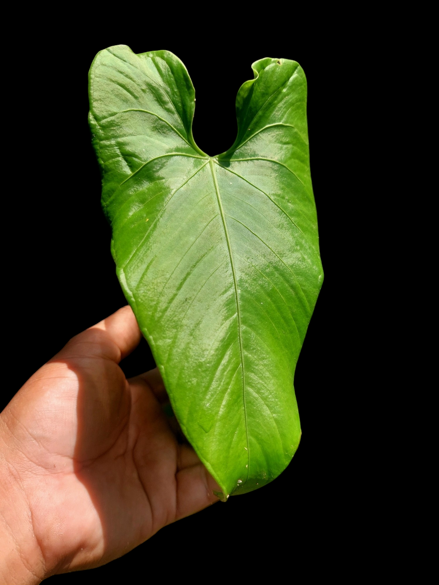 Anthurium sp. 'Cachiyacu' (EXACT PLANT)