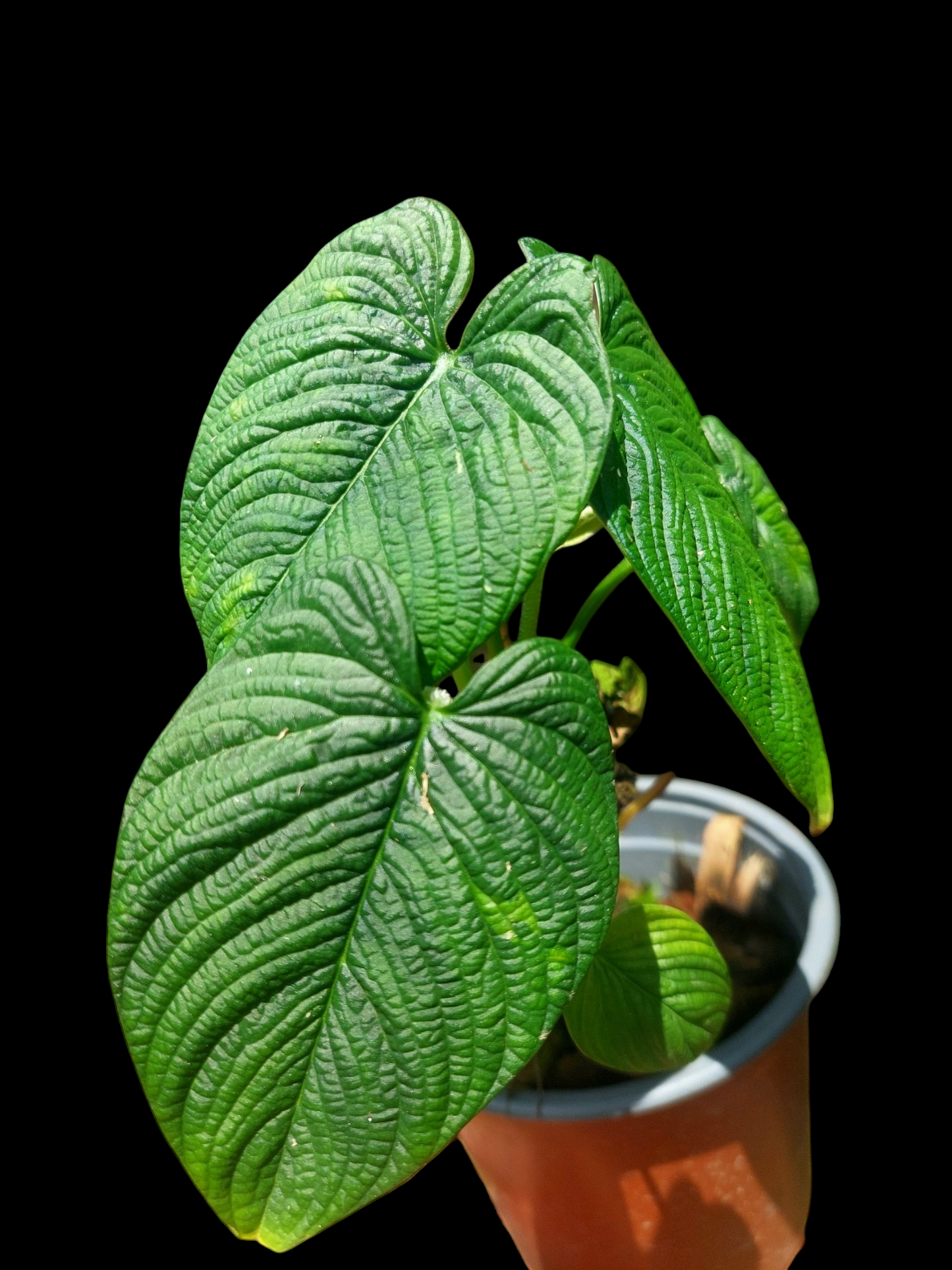 Philodendron Lynnhannoniae (EXACT PLANT)
