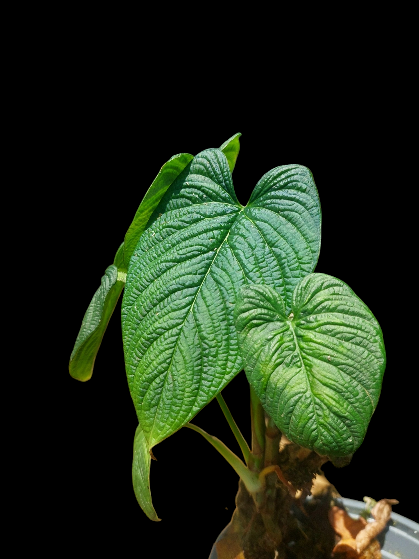 Philodendron Lynnhannoniae (EXACT PLANT)