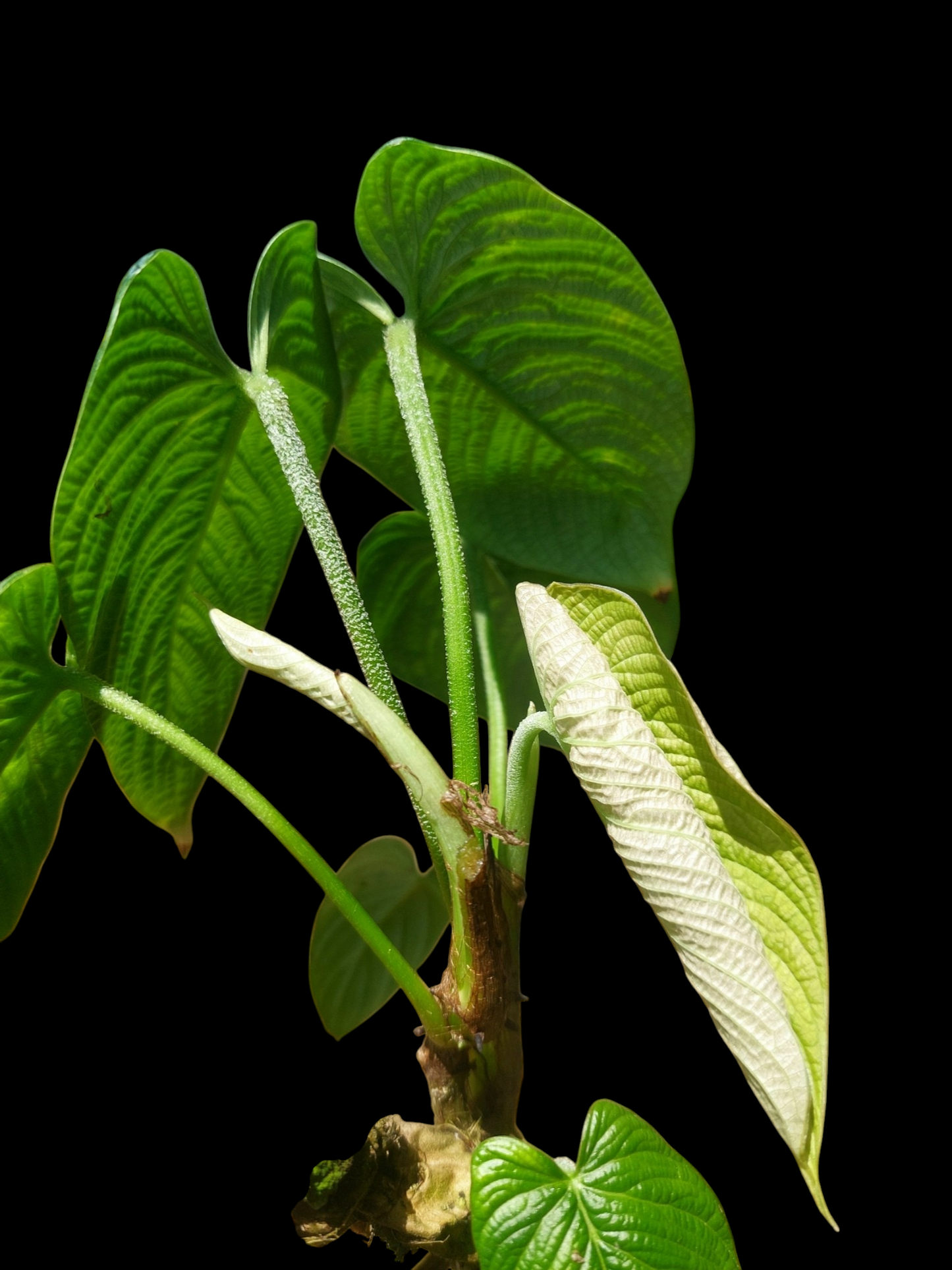 Philodendron Lynnhannoniae (EXACT PLANT)