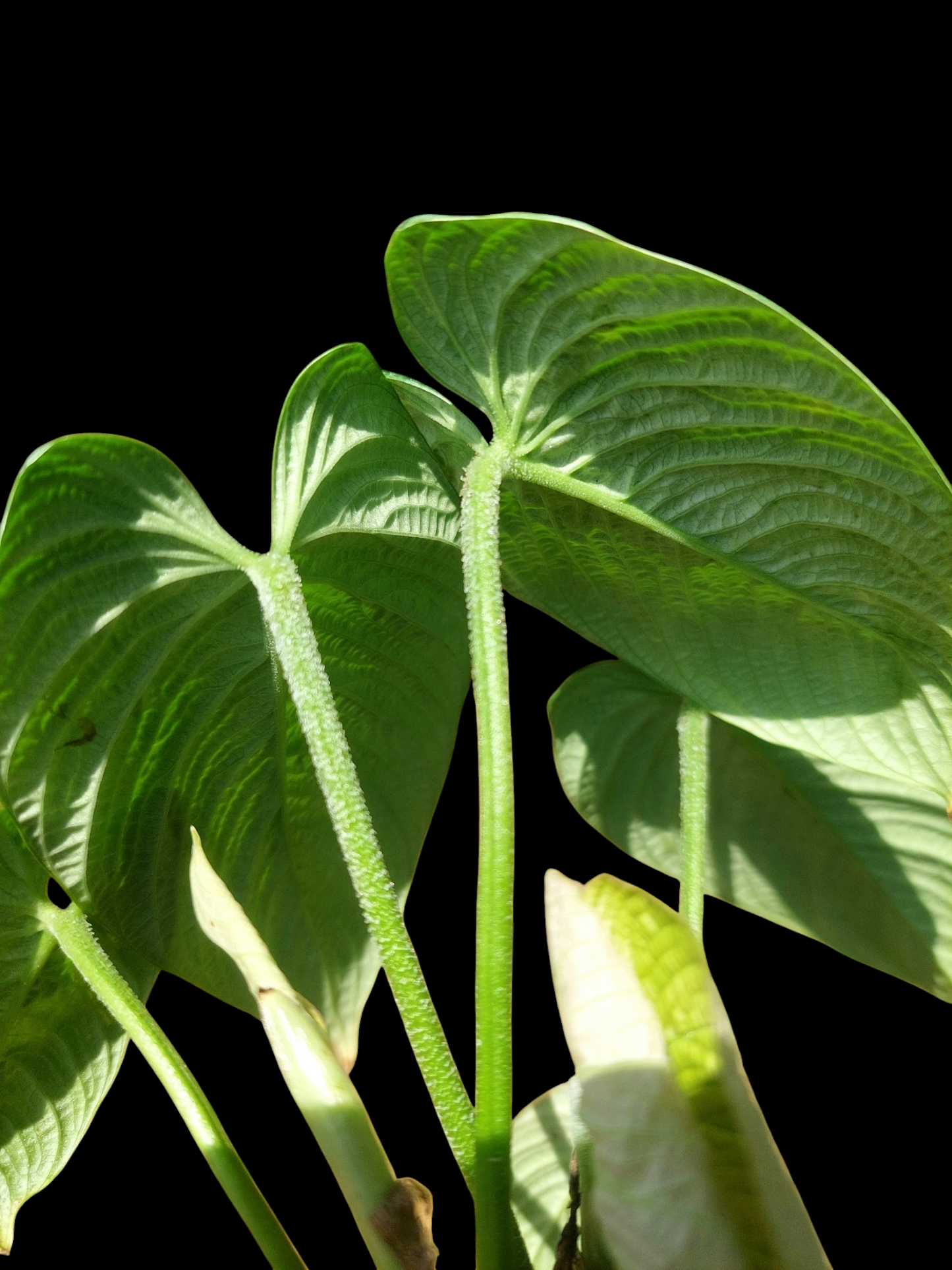 Philodendron Lynnhannoniae (EXACT PLANT)