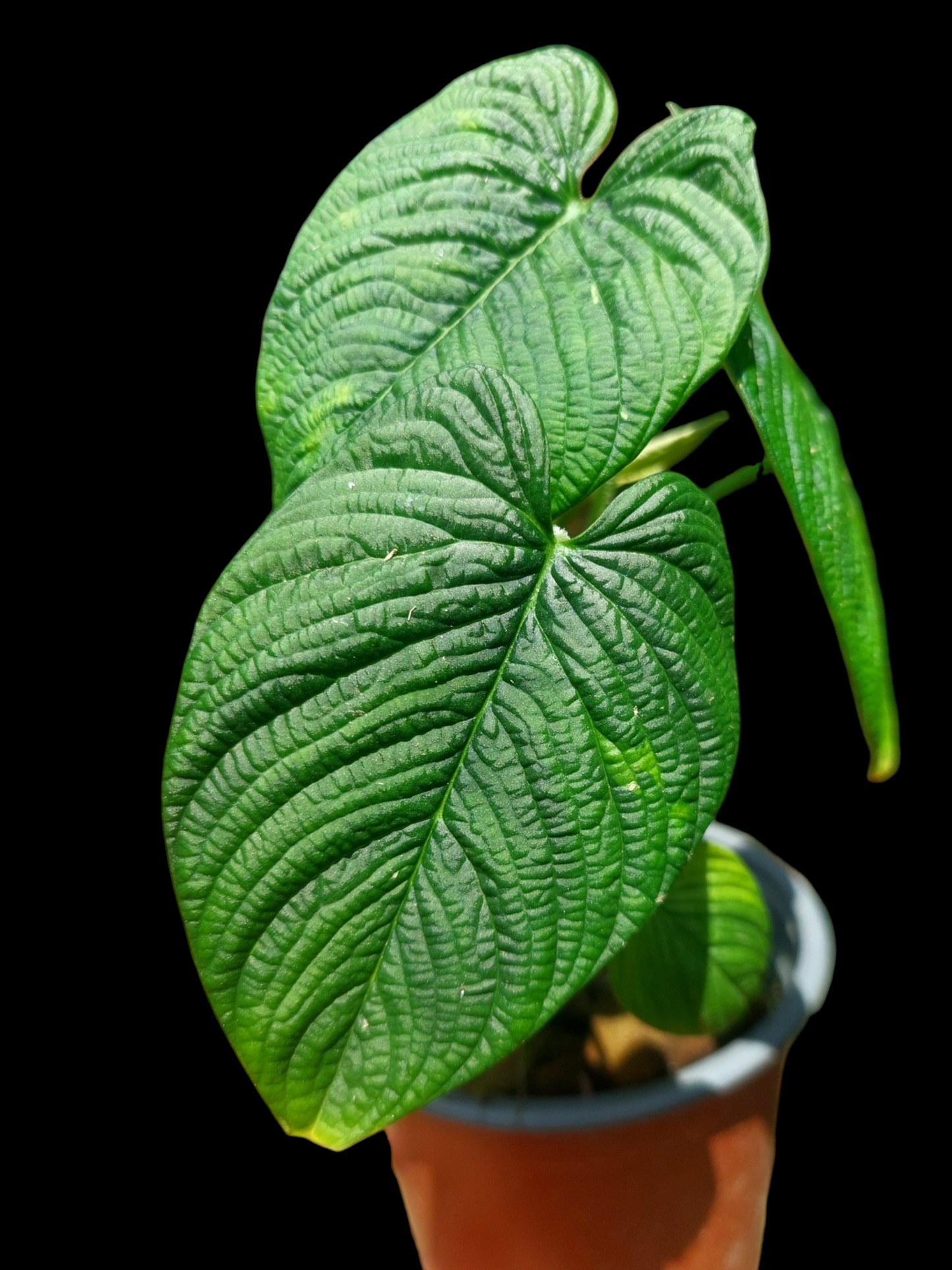 Philodendron Lynnhannoniae (EXACT PLANT)
