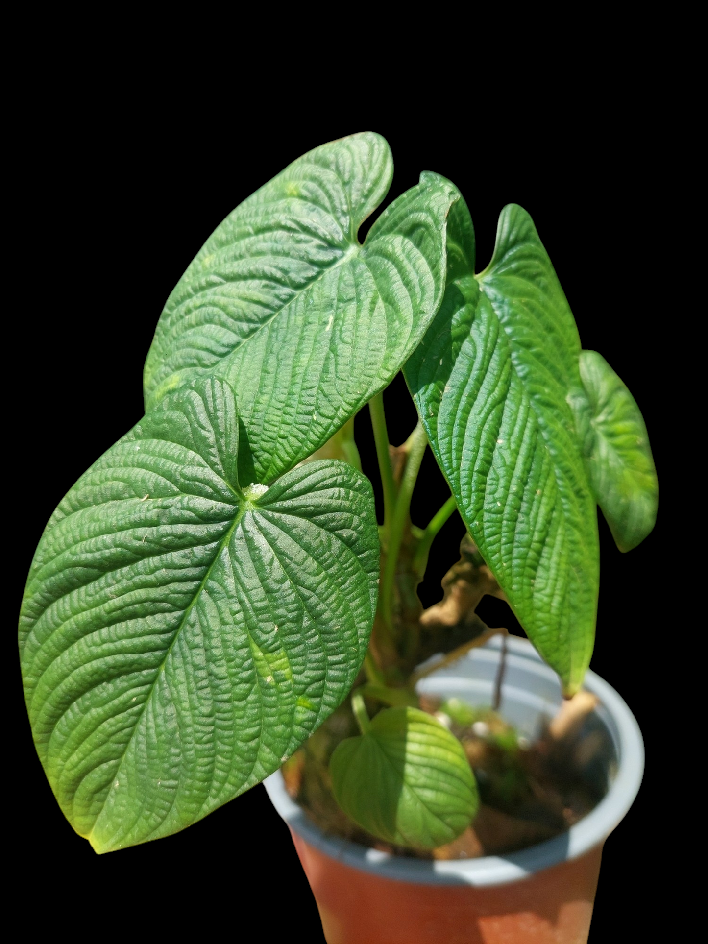 Philodendron Lynnhannoniae (EXACT PLANT)