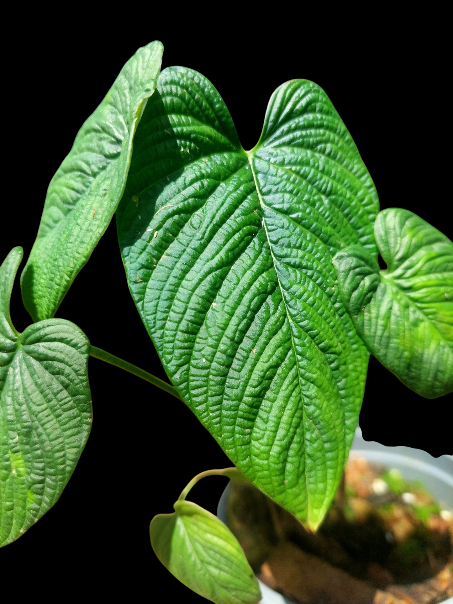 Philodendron Lynnhannoniae (EXACT PLANT)