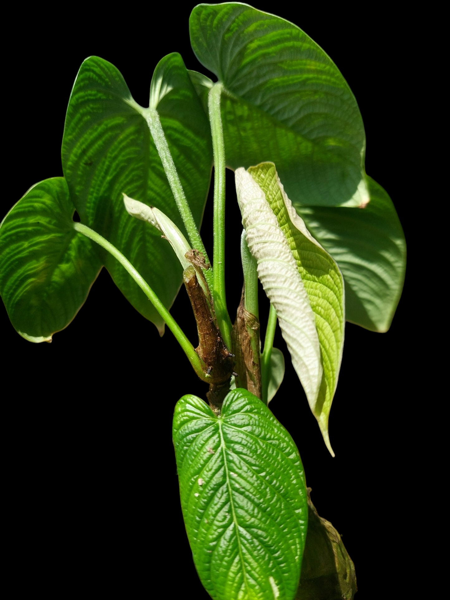 Philodendron Lynnhannoniae (EXACT PLANT)