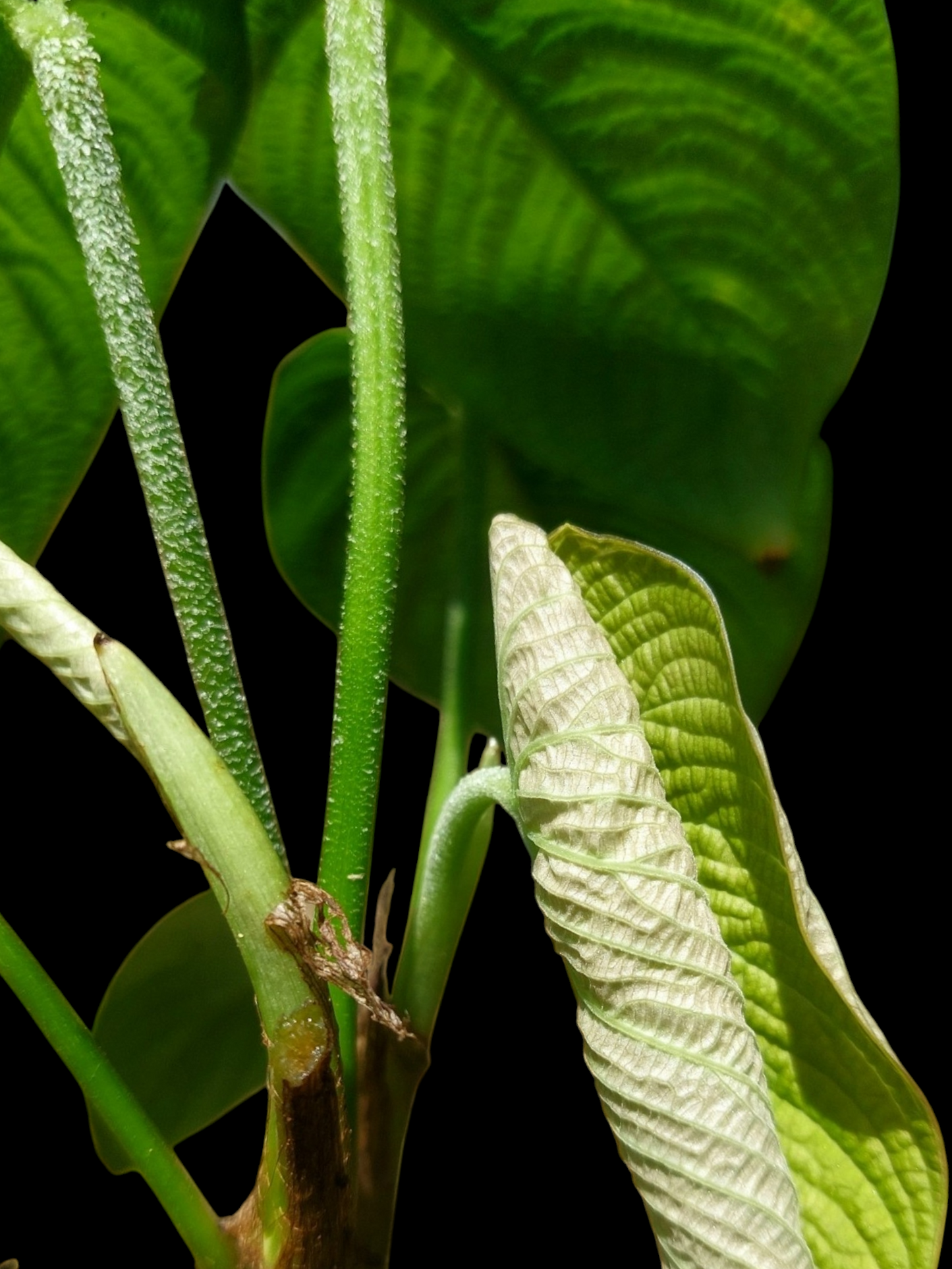 Philodendron Lynnhannoniae (EXACT PLANT)