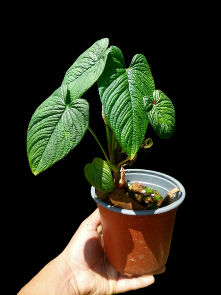 Philodendron Lynnhannoniae (EXACT PLANT) – Amazon Plants Peru