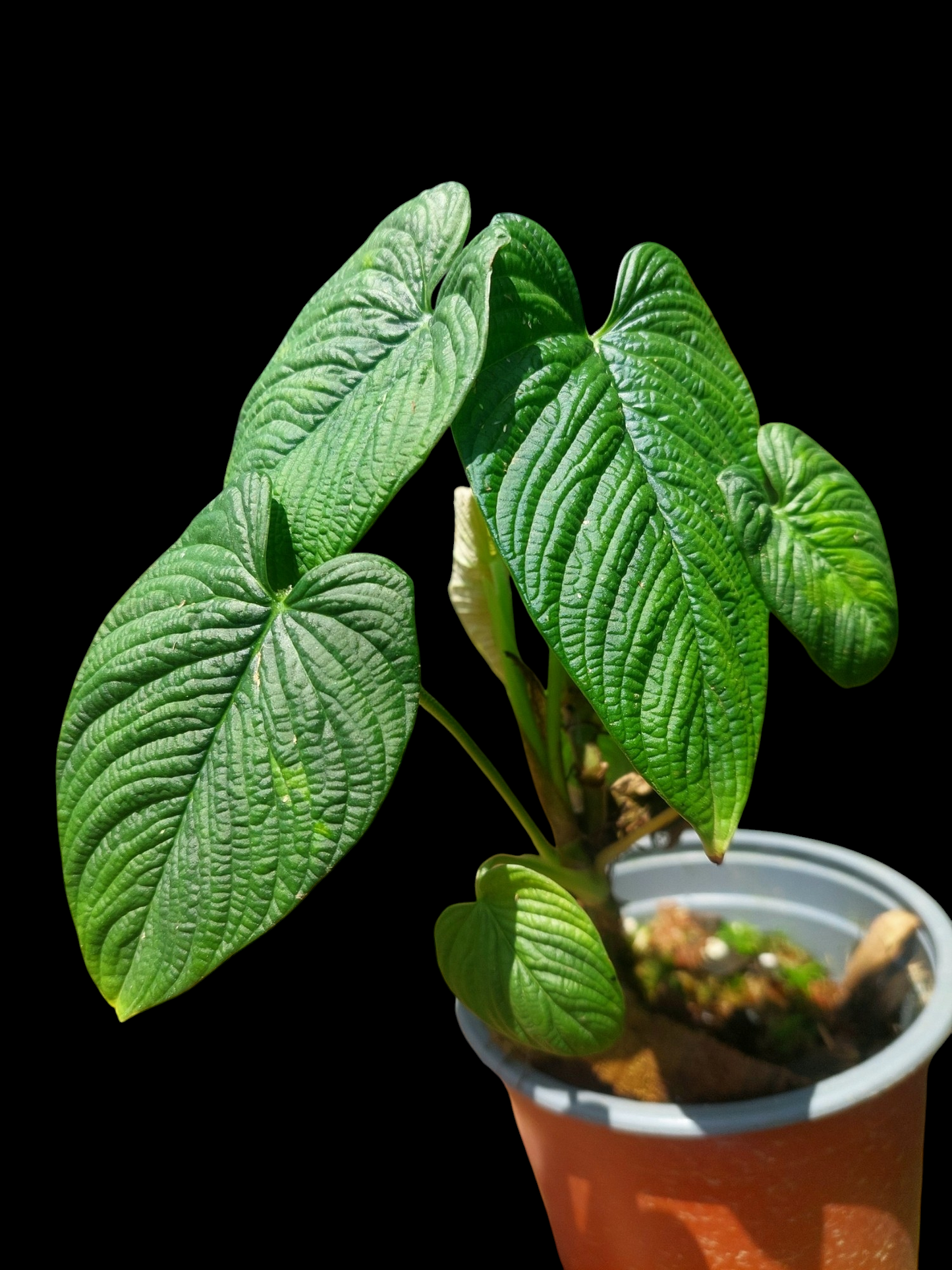 Philodendron Lynnhannoniae (EXACT PLANT)