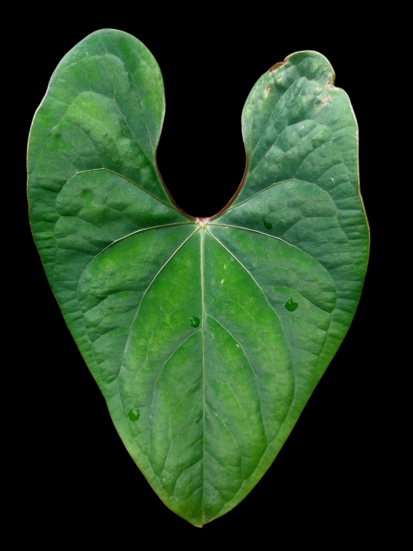 Anthurium sp. 'Huanuco Velvet' (EXACT PLANT)