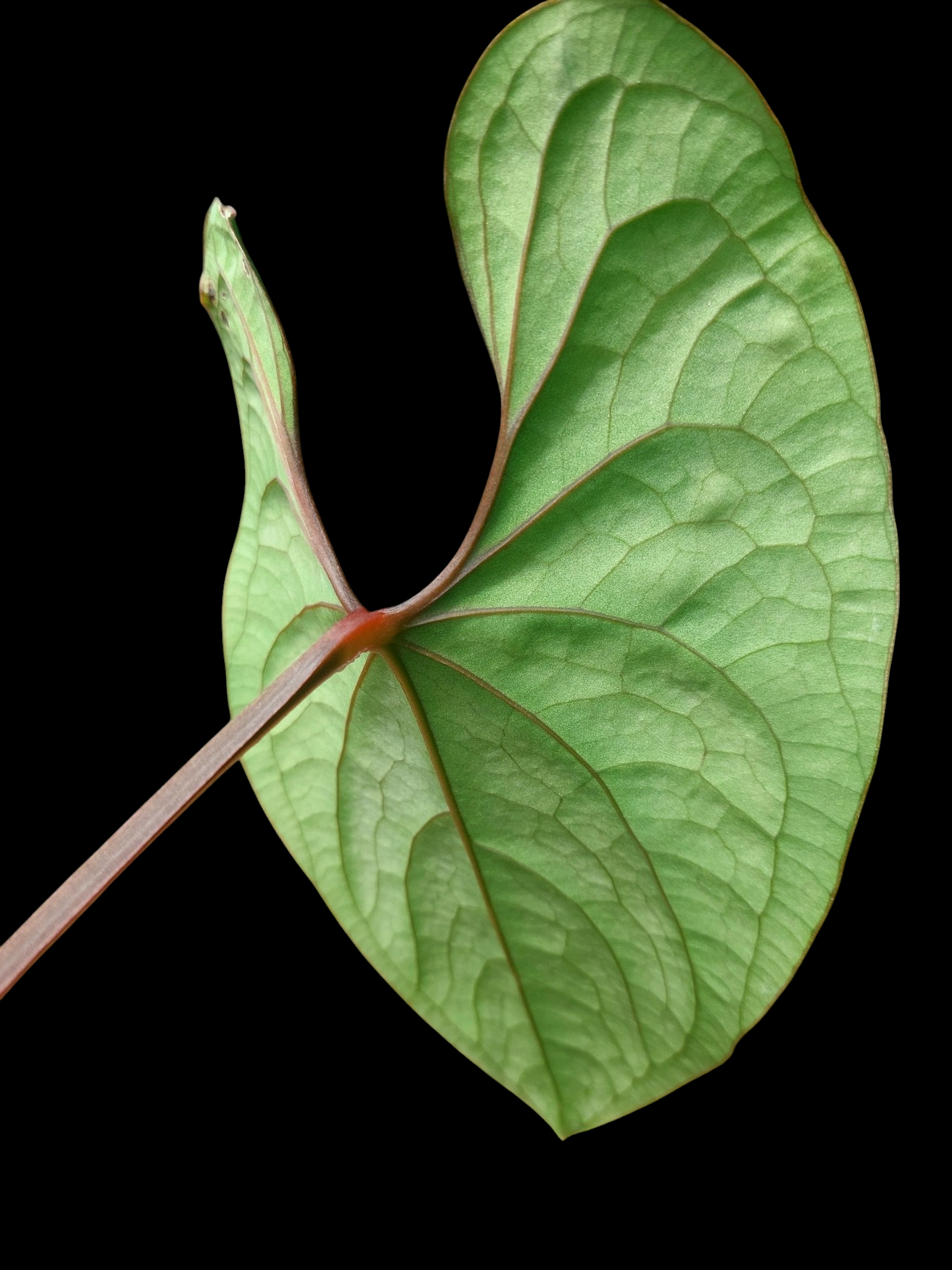 Anthurium sp. 'Huanuco Velvet' (EXACT PLANT)