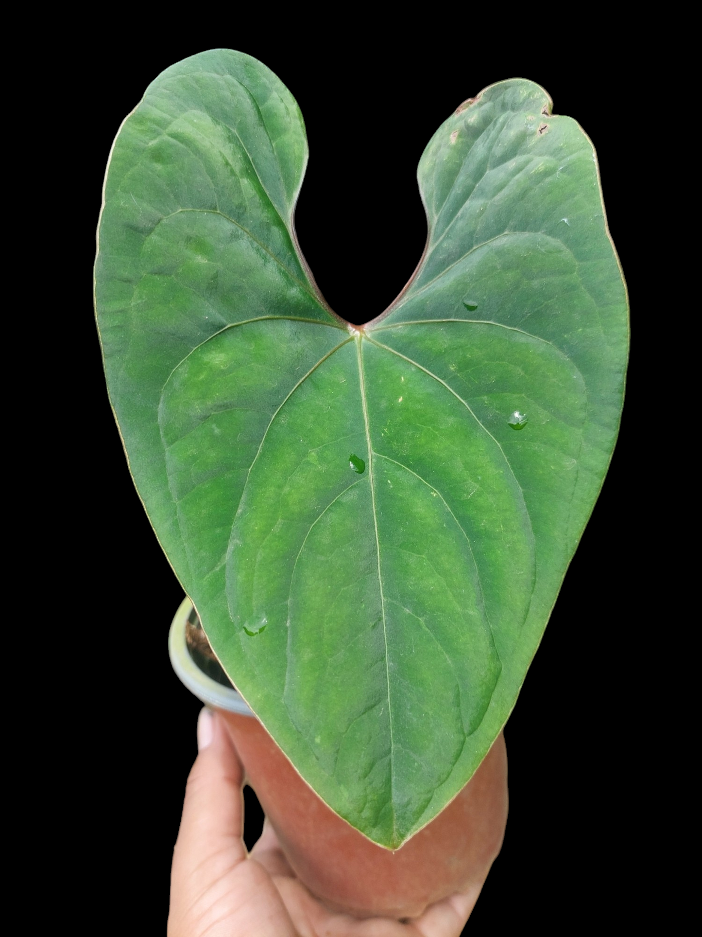 Anthurium sp. 'Huanuco Velvet' (EXACT PLANT)