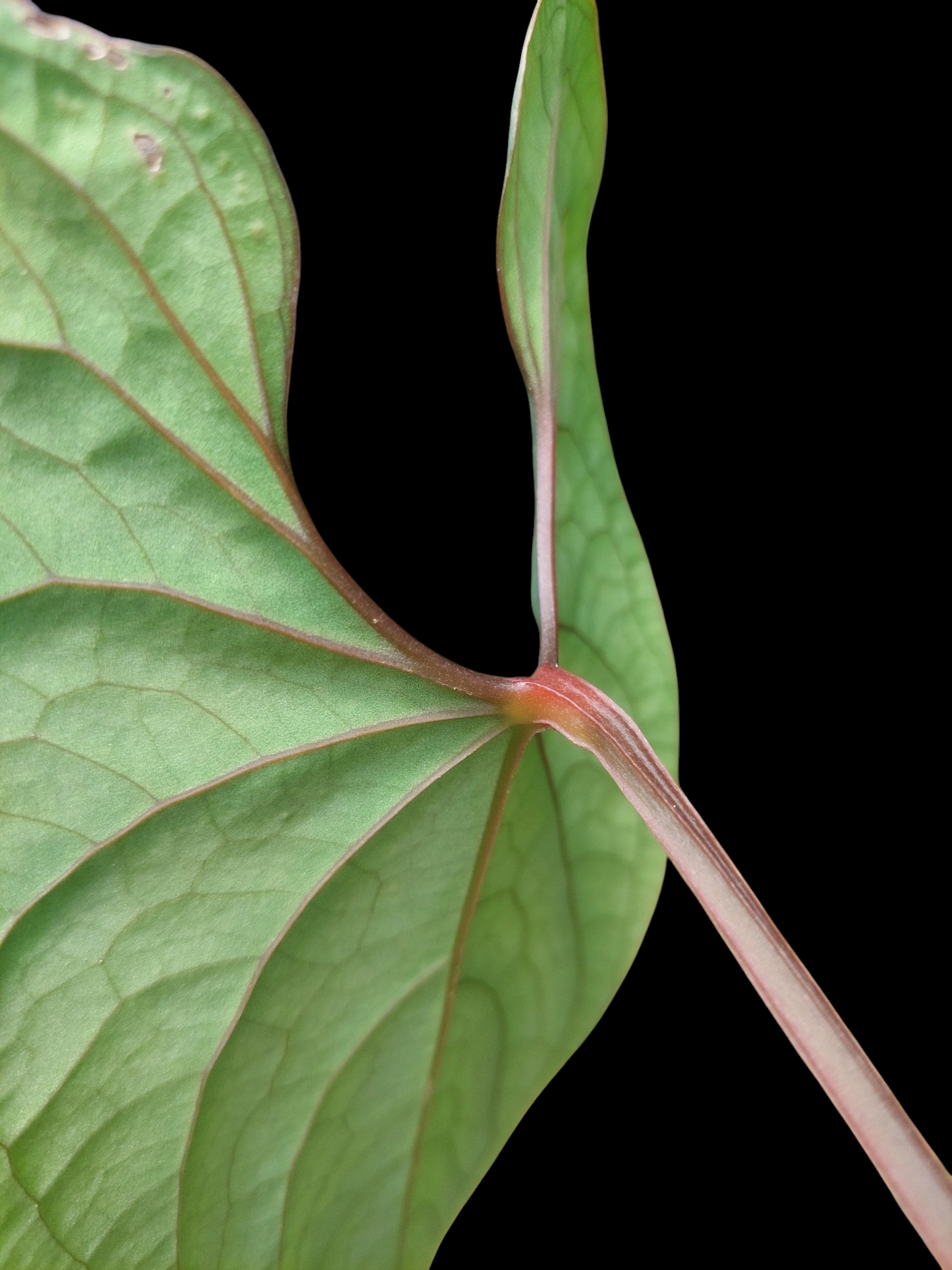 Anthurium sp. 'Huanuco Velvet' (EXACT PLANT)