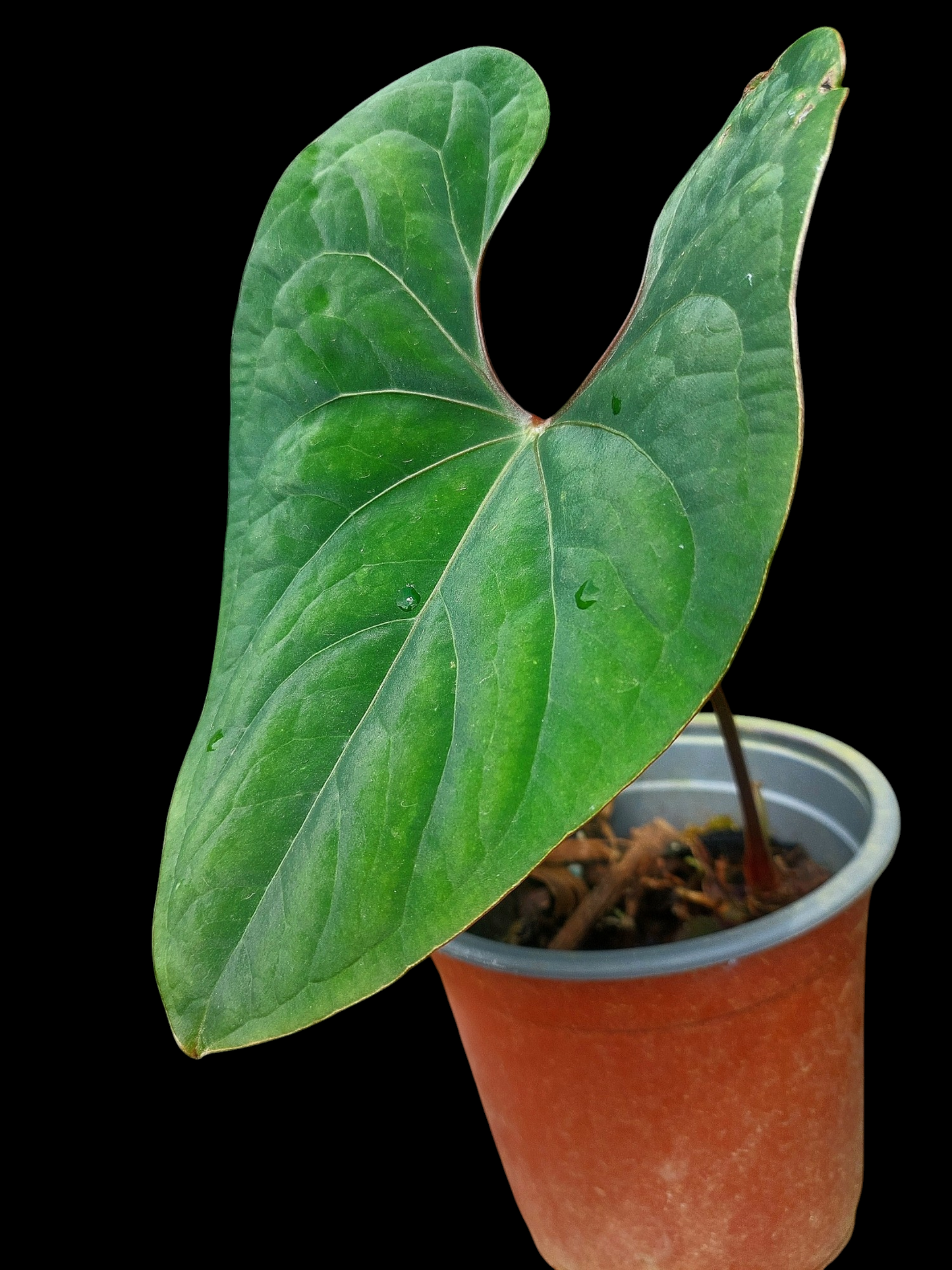 Anthurium sp. 'Huanuco Velvet' (EXACT PLANT)
