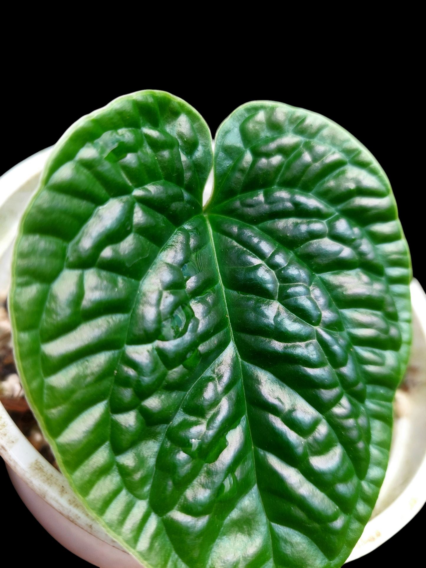 Anthurium Nutibarense Wild Ecotype (EXACT PLANT)