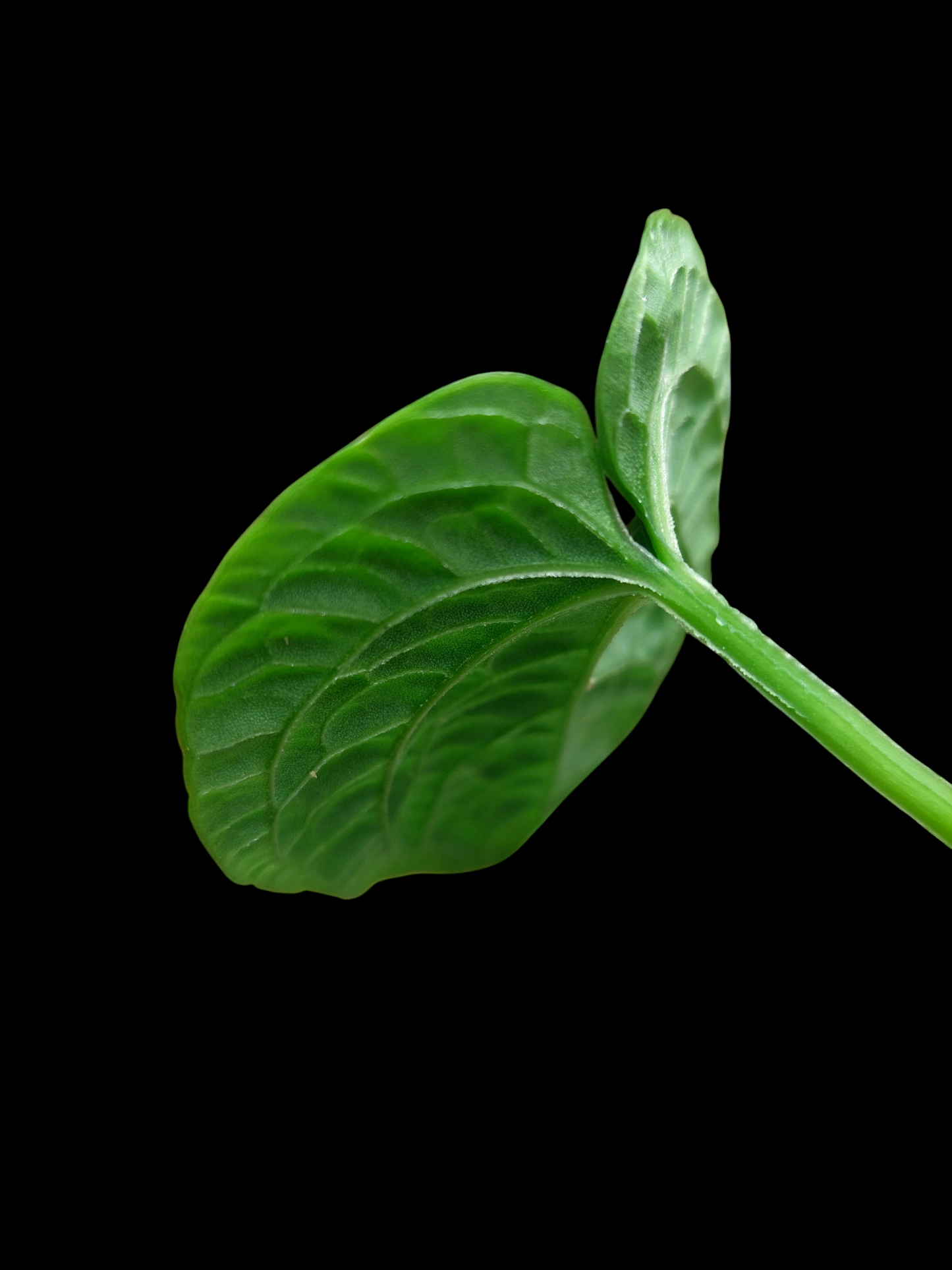 Anthurium Nutibarense Wild Ecotype (EXACT PLANT)