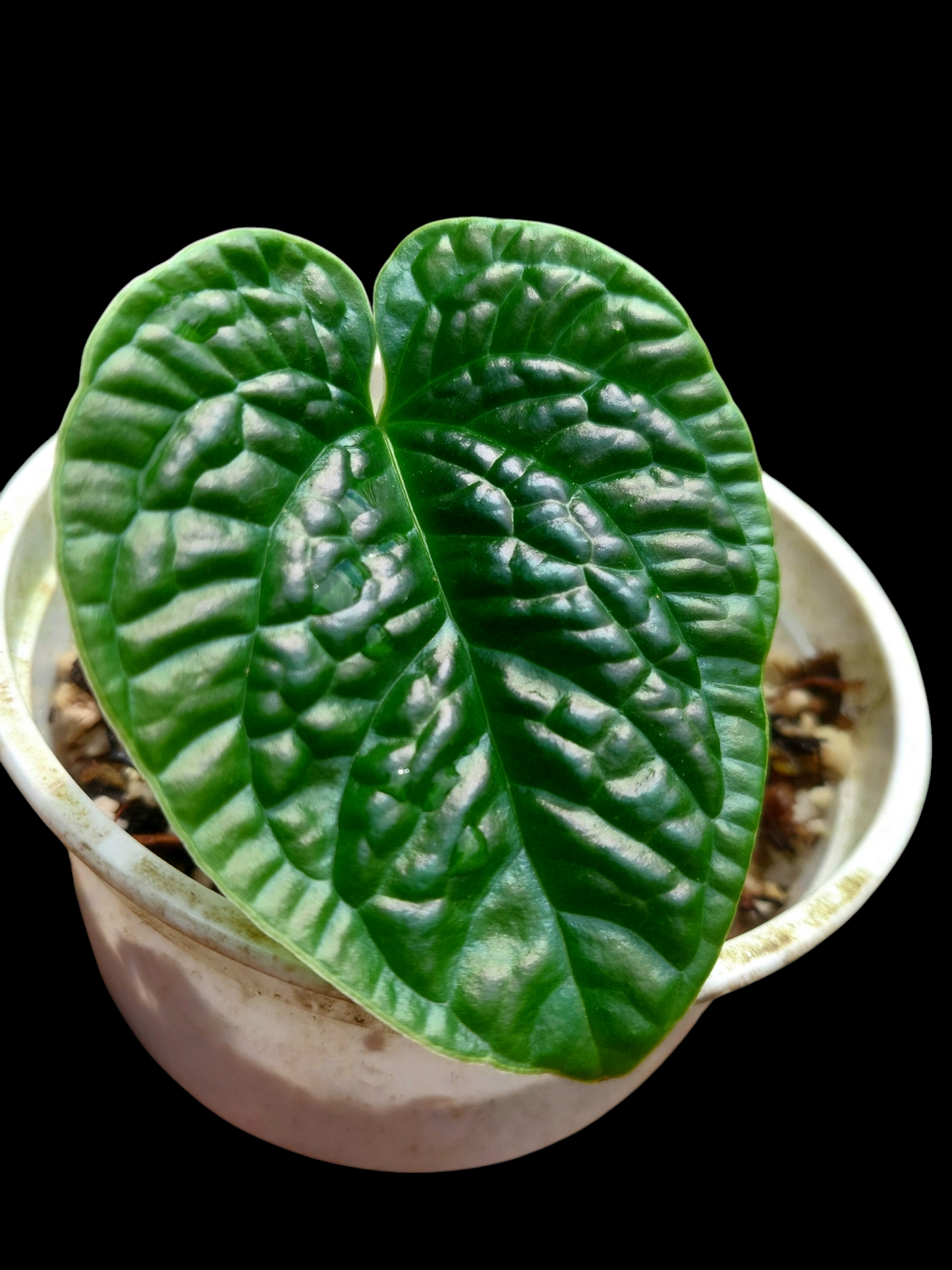 Anthurium Nutibarense Wild Ecotype (EXACT PLANT)
