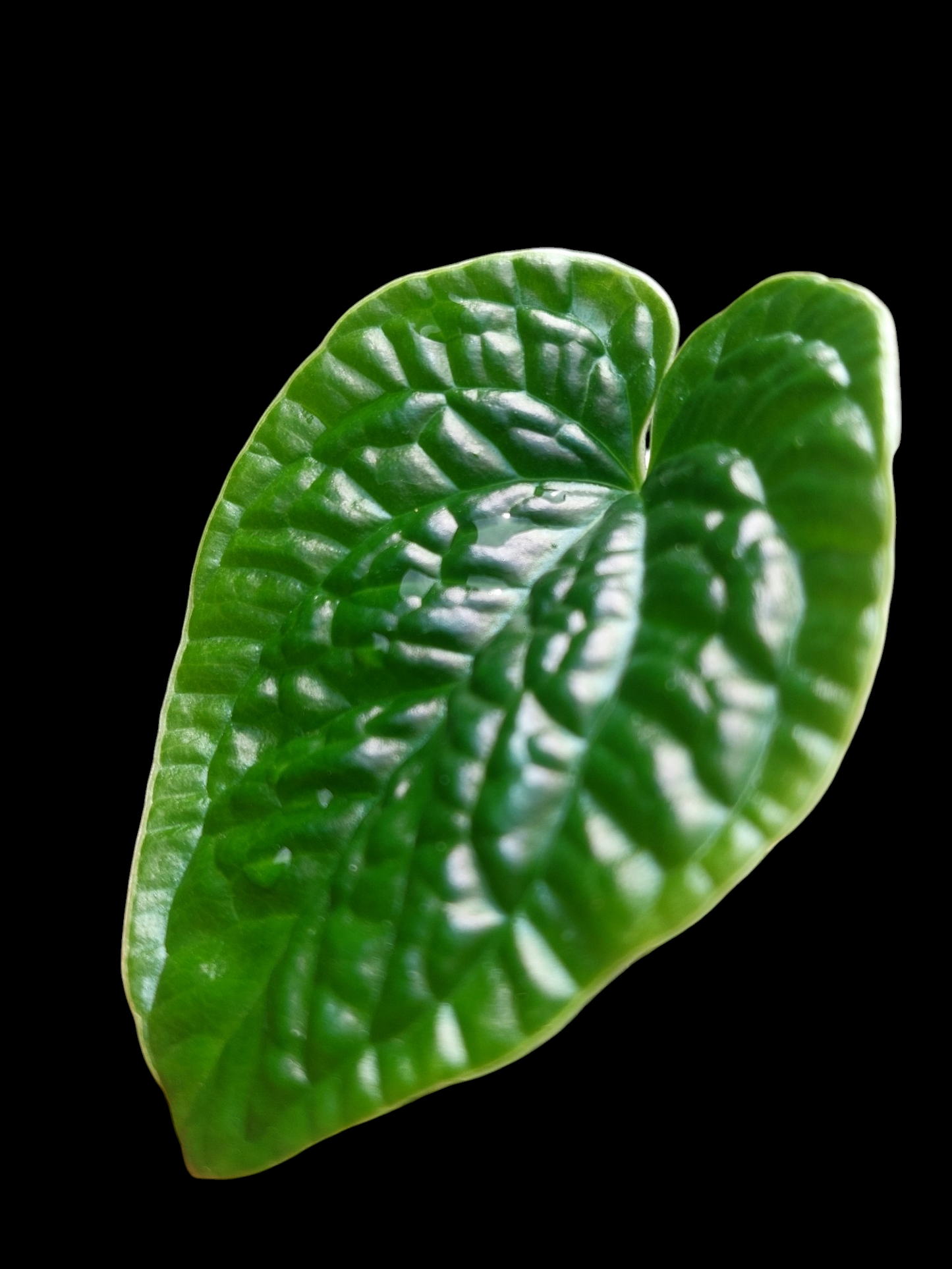 Anthurium Nutibarense Wild Ecotype (EXACT PLANT)