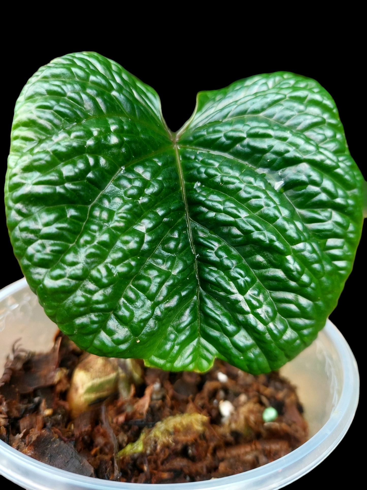 Anthurium Nutibarense Wild Ecotype (EXACT PLANT)