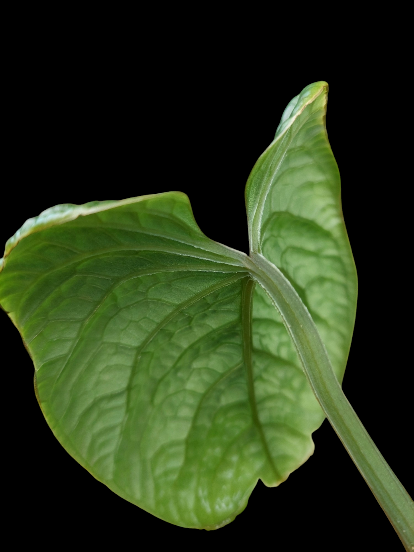 Anthurium Nutibarense Wild Ecotype (EXACT PLANT)