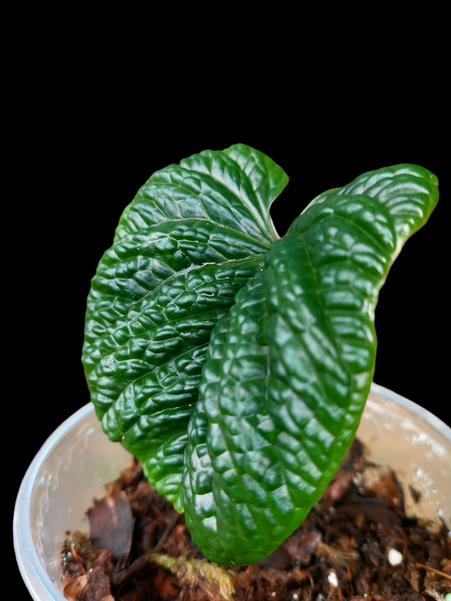 Anthurium Nutibarense Wild Ecotype (EXACT PLANT)