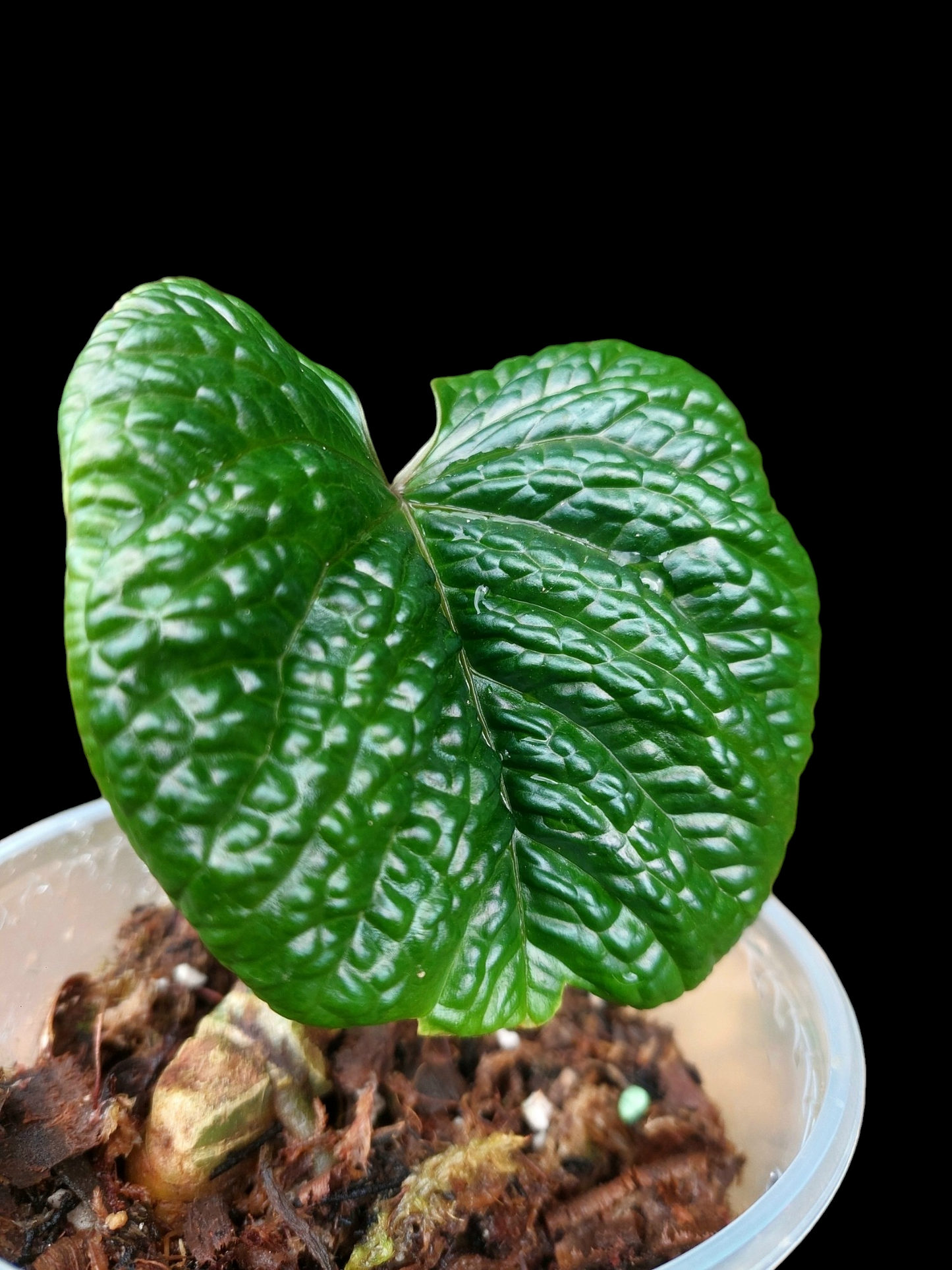 Anthurium Nutibarense Wild Ecotype (EXACT PLANT)