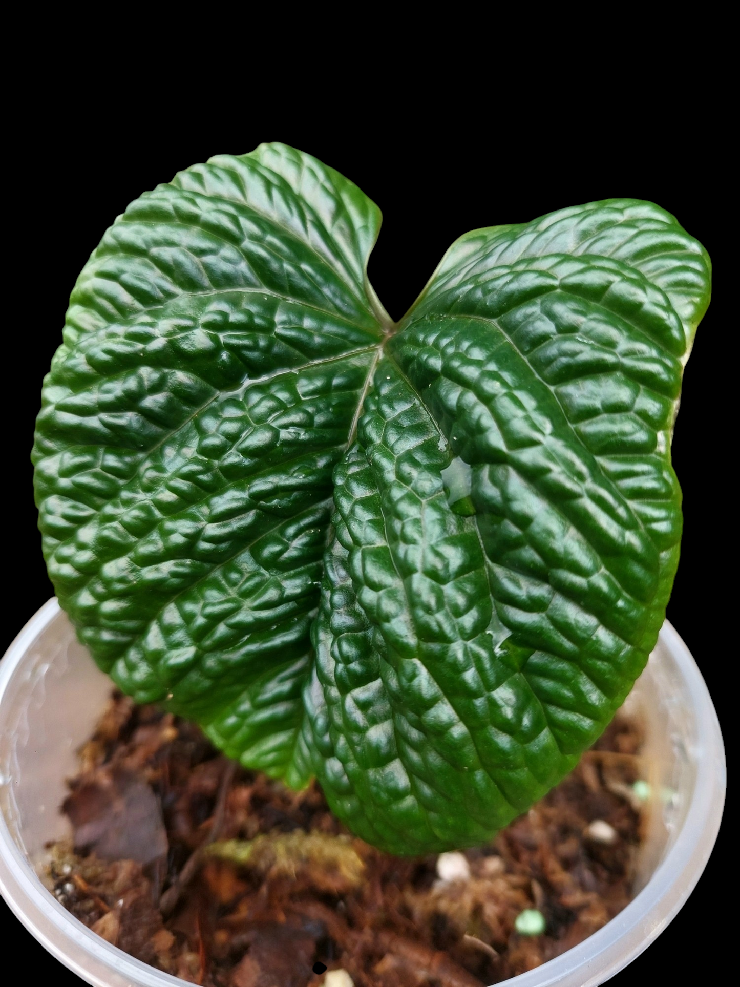 Anthurium Nutibarense Wild Ecotype (EXACT PLANT)