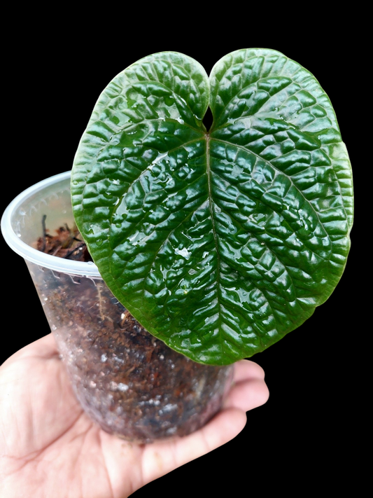 Anthurium Nutibarense Wild Ecotype (EXACT PLANT)
