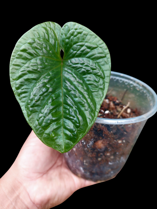 Anthurium Nutibarense Wild Ecotype (EXACT PLANT)