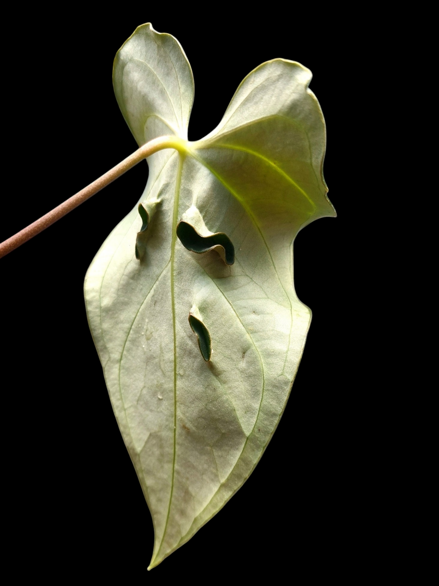 Anthurium sp. 'Mutant form' (EXACT PLANT)