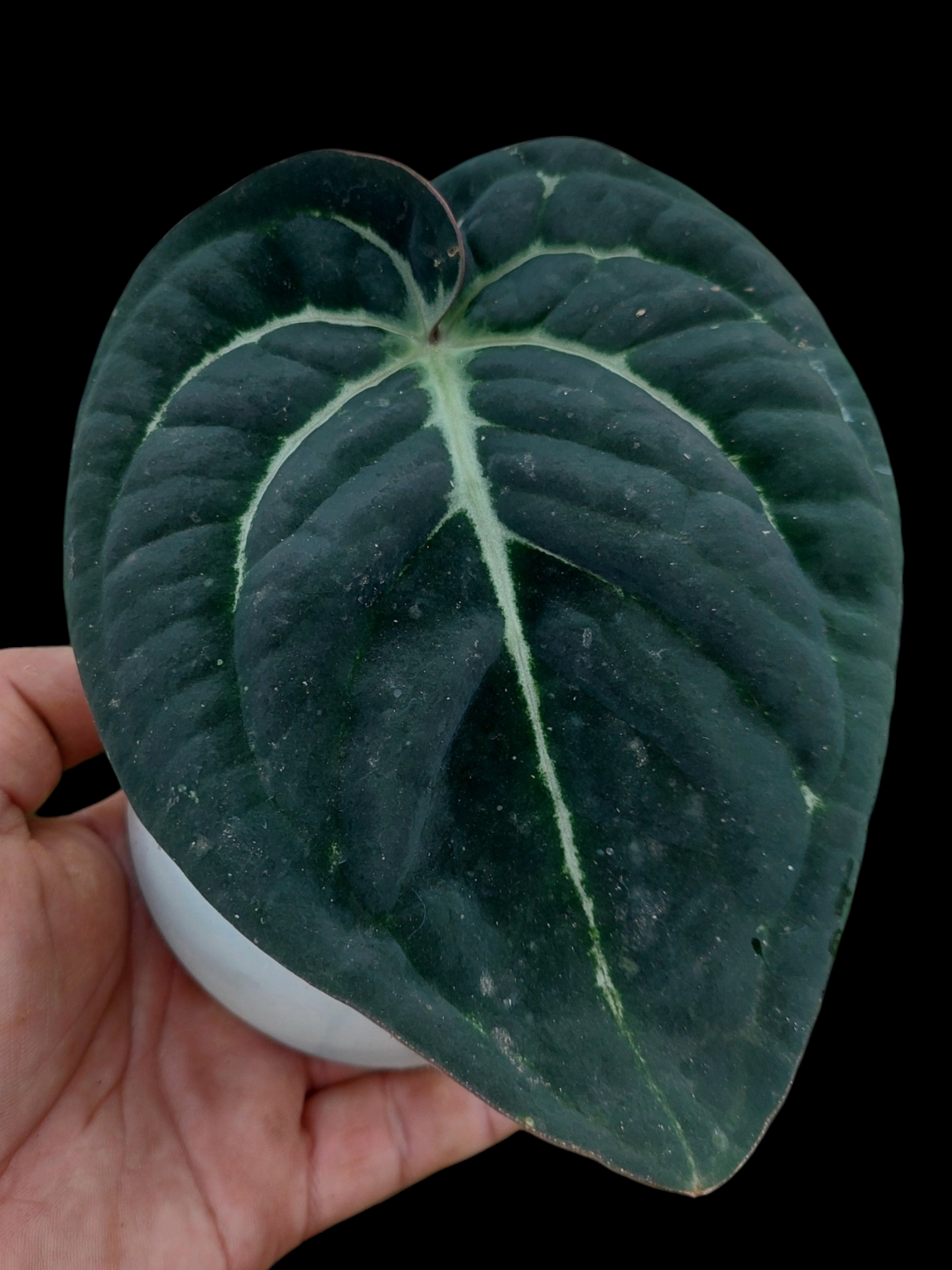Anthurium Carlablackiae 'Black Panama' (EXACT PLANT)
