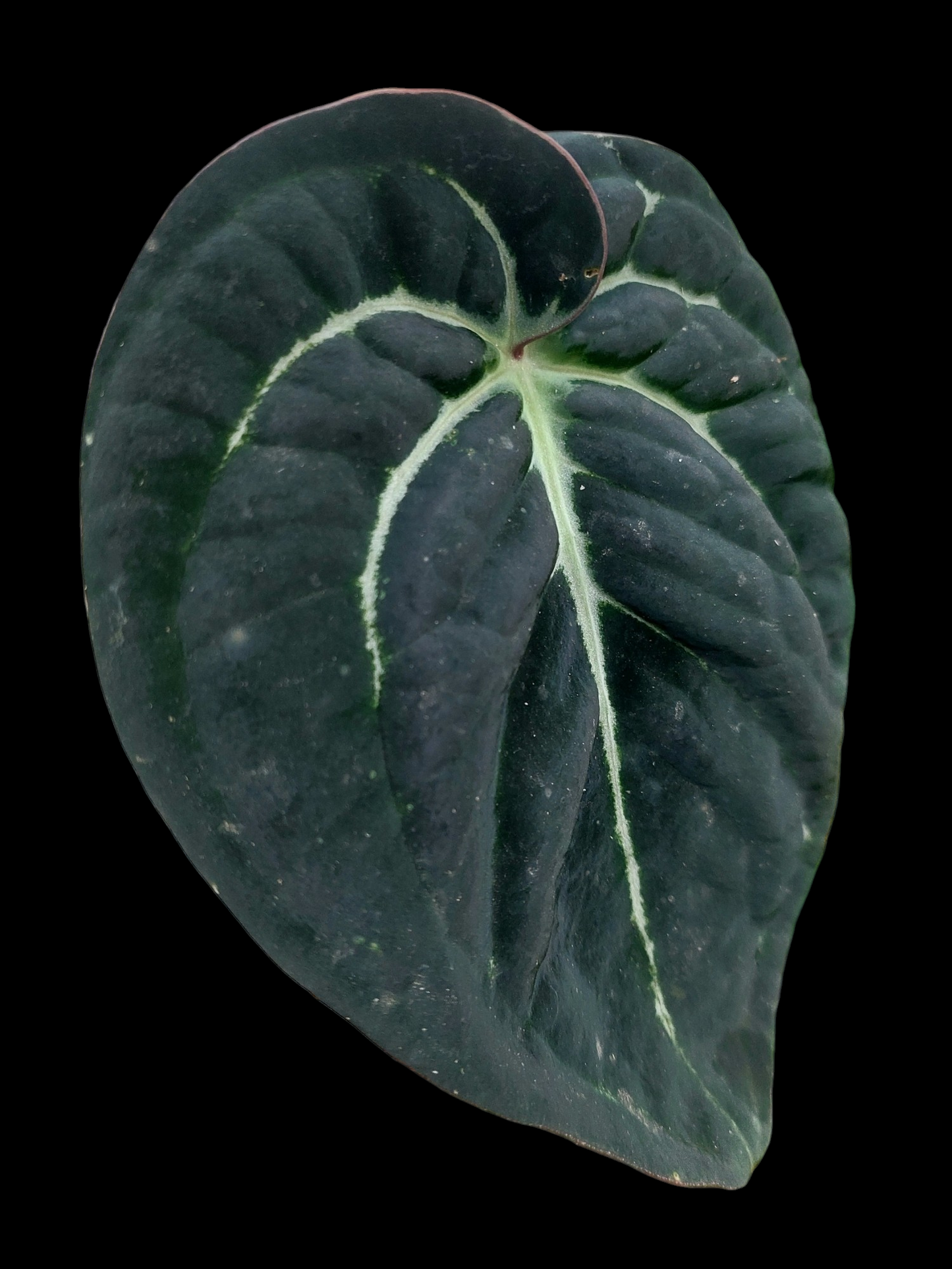 Anthurium Carlablackiae 'Black Panama' (EXACT PLANT)