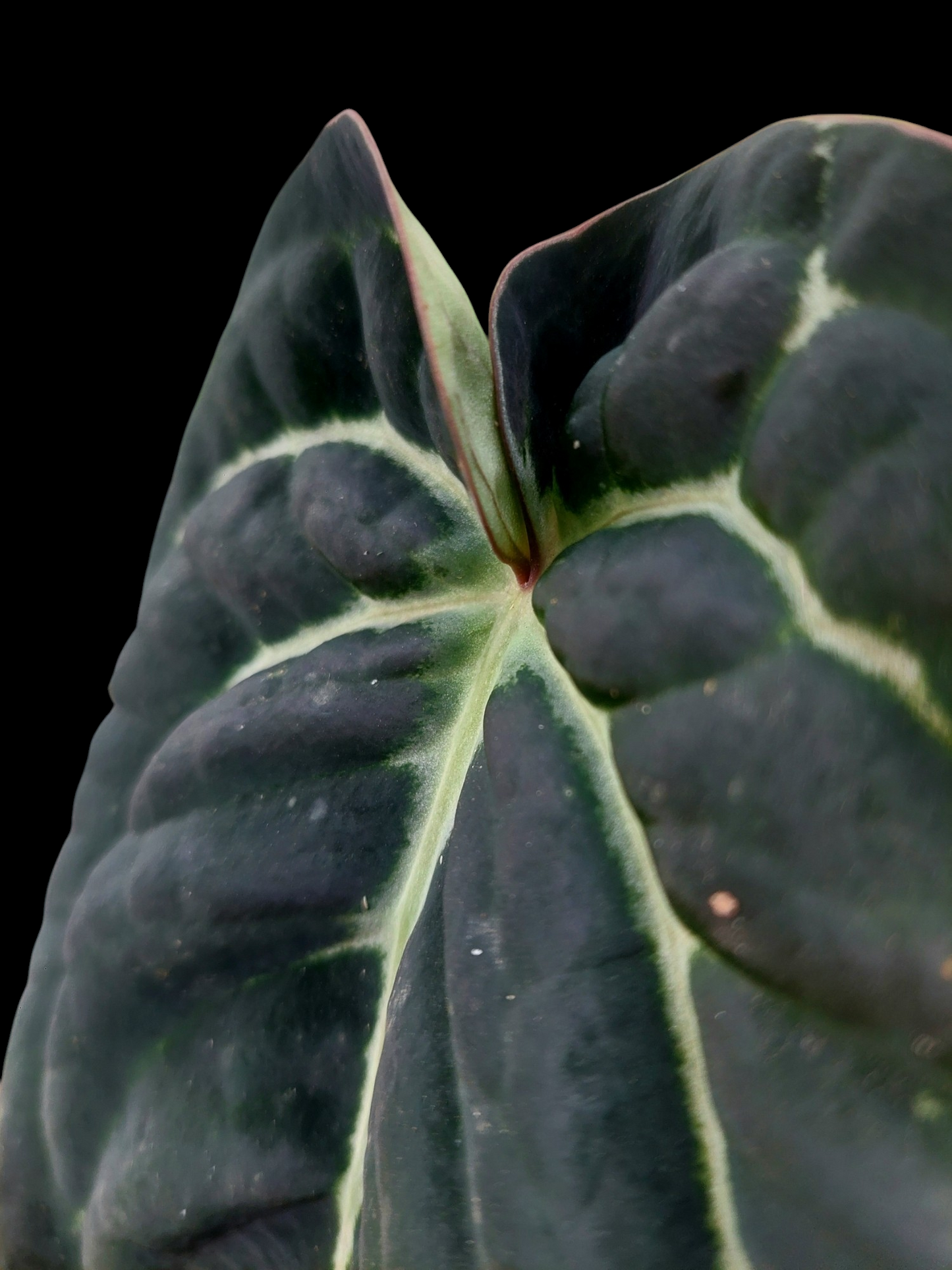 Anthurium Carlablackiae 'Black Panama' (EXACT PLANT)
