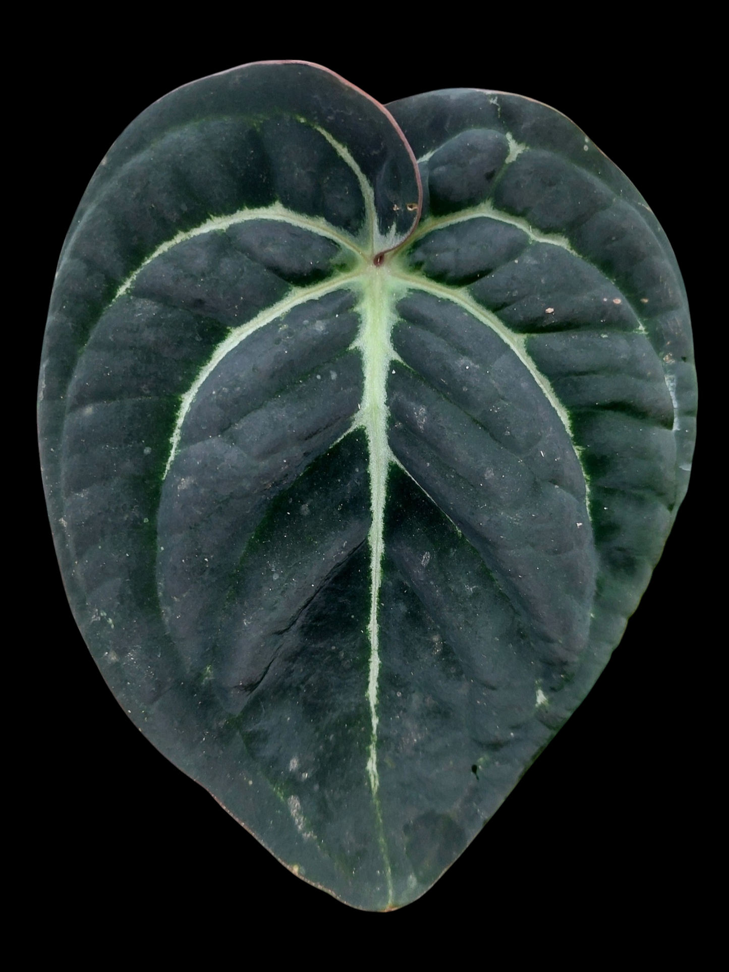 Anthurium Carlablackiae 'Black Panama' (EXACT PLANT)