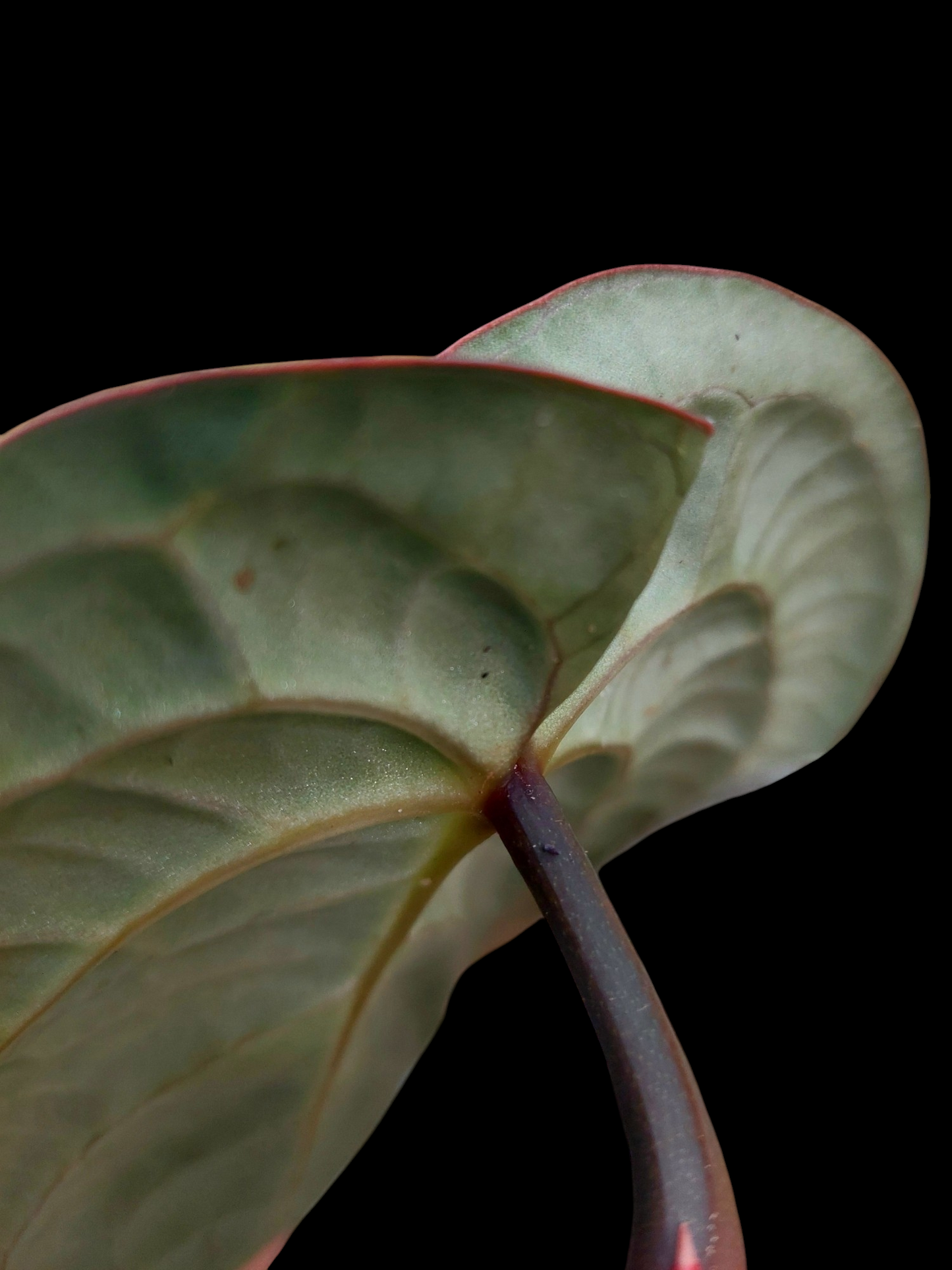 Anthurium Carlablackiae 'Black Panama' (EXACT PLANT)