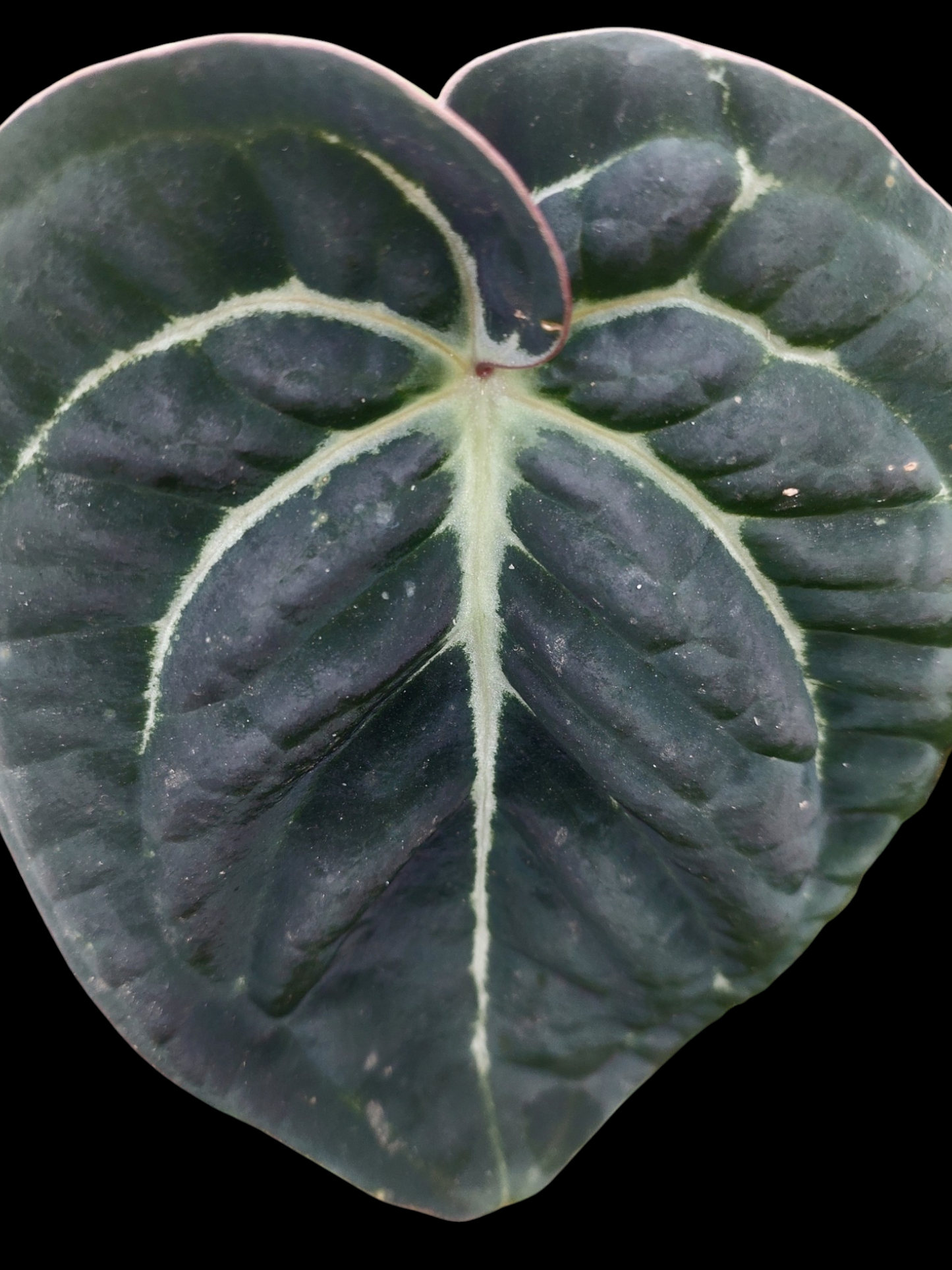 Anthurium Carlablackiae 'Black Panama' (EXACT PLANT)