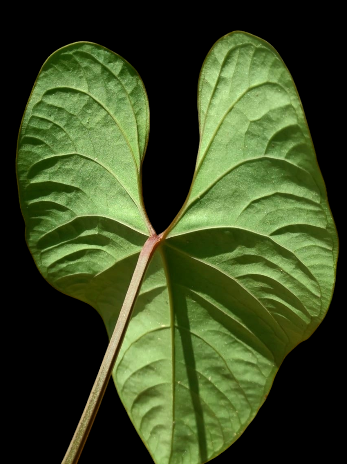 Anthurium sp. 'Huanuco Velvet' Wild Ecotype  (EXACT PLANT)