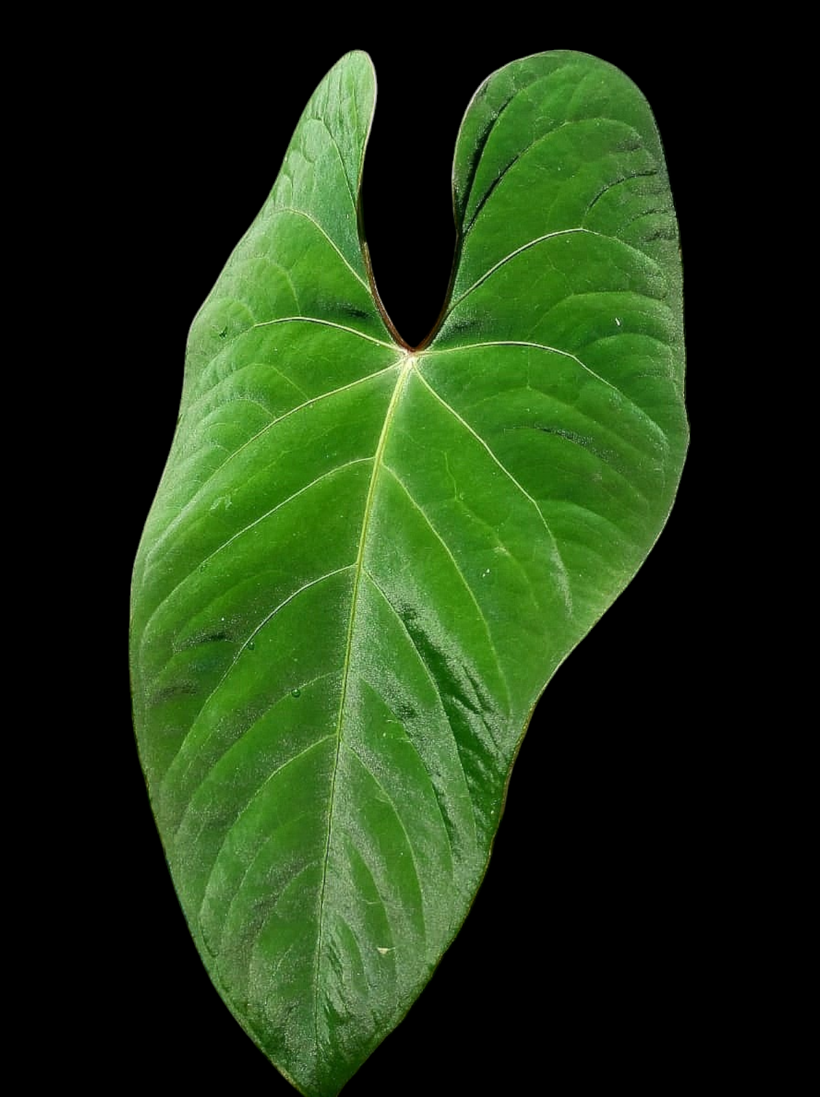 Anthurium sp. 'Huanuco Velvet' Wild Ecotype  (EXACT PLANT)