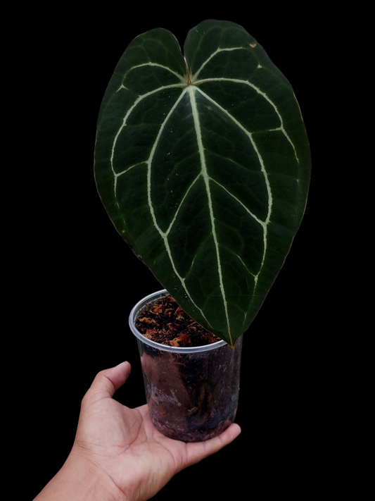 Anthurium Carlablackiae Pure Specie AMAZON01 (EXACT PLANT)