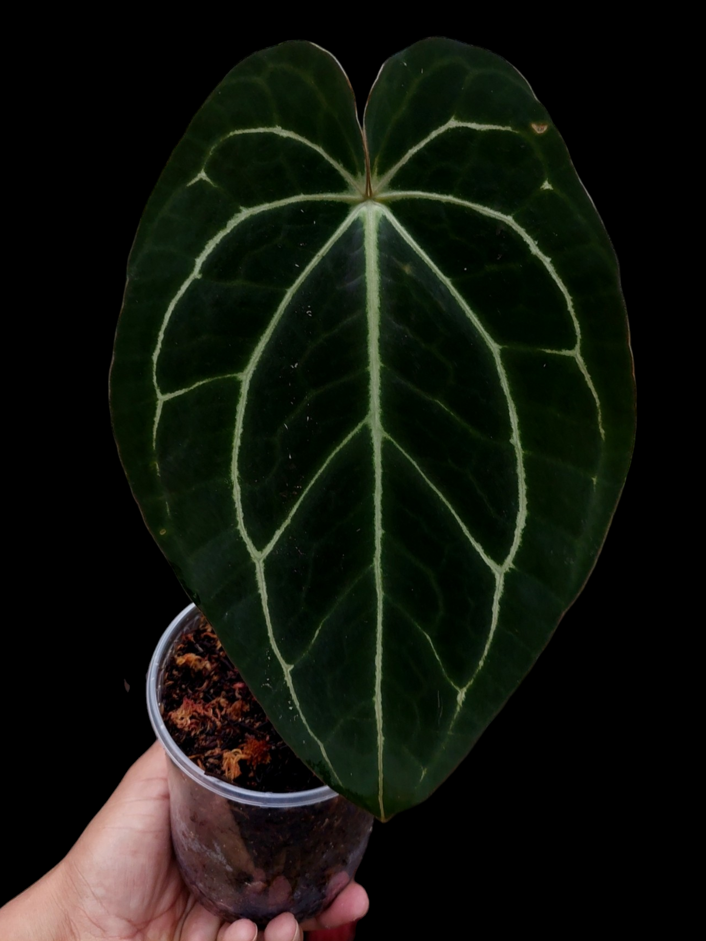Anthurium Carlablackiae Pure Specie AMAZON01 (EXACT PLANT)