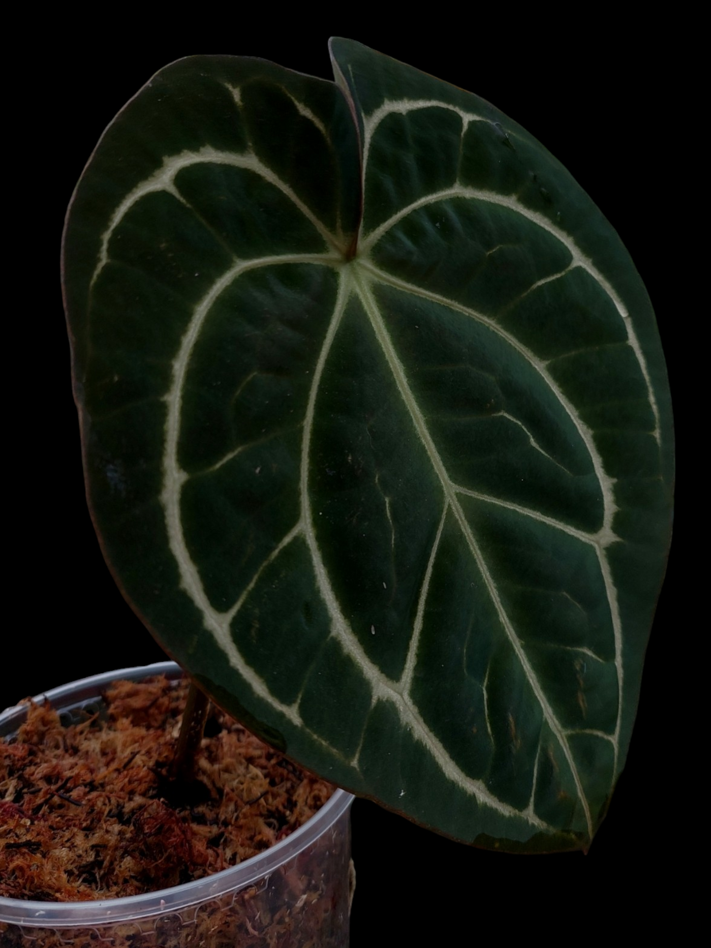 Anthurium Carlablackiae Pure Specie AMAZON02 (EXACT PLANT)
