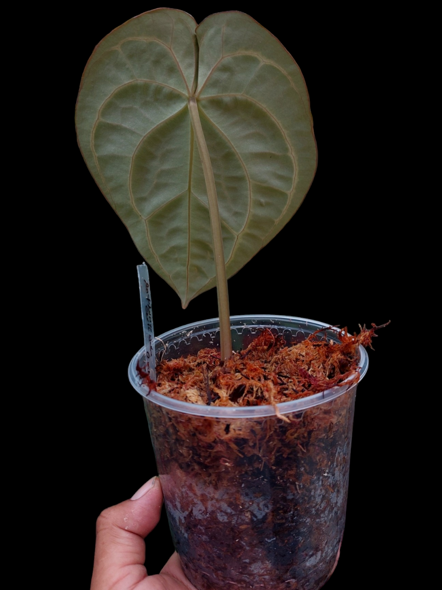 Anthurium Carlablackiae Pure Specie AMAZON02 (EXACT PLANT)