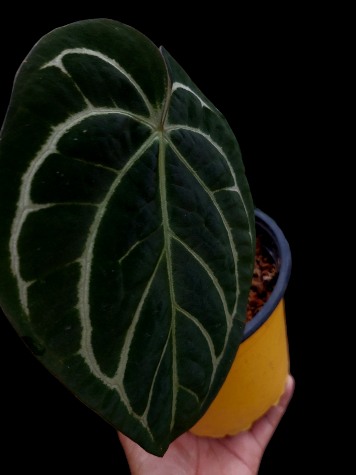 Anthurium Carlablackiae Pure Specie AMAZON03 New Leaf is Growing (EXACT PLANT)