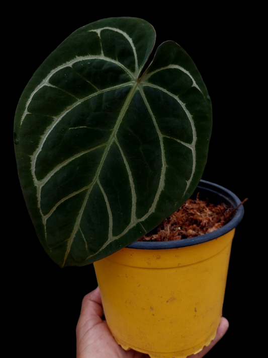 Anthurium Carlablackiae Pure Specie AMAZON03 New Leaf is Growing (EXACT PLANT)